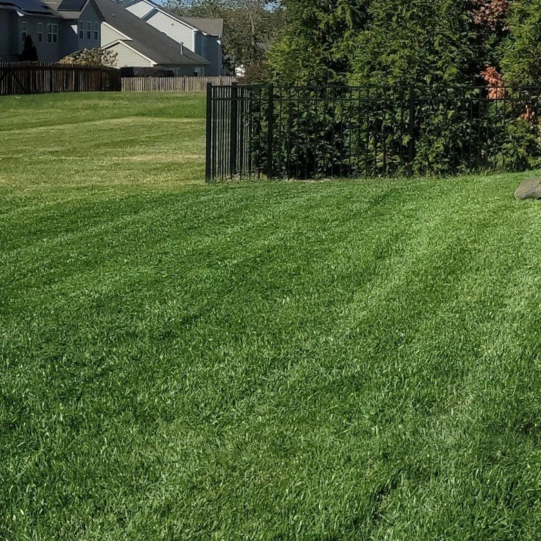 A well-maintained grassy backyard with a black metal fence and some trees and houses in the background.