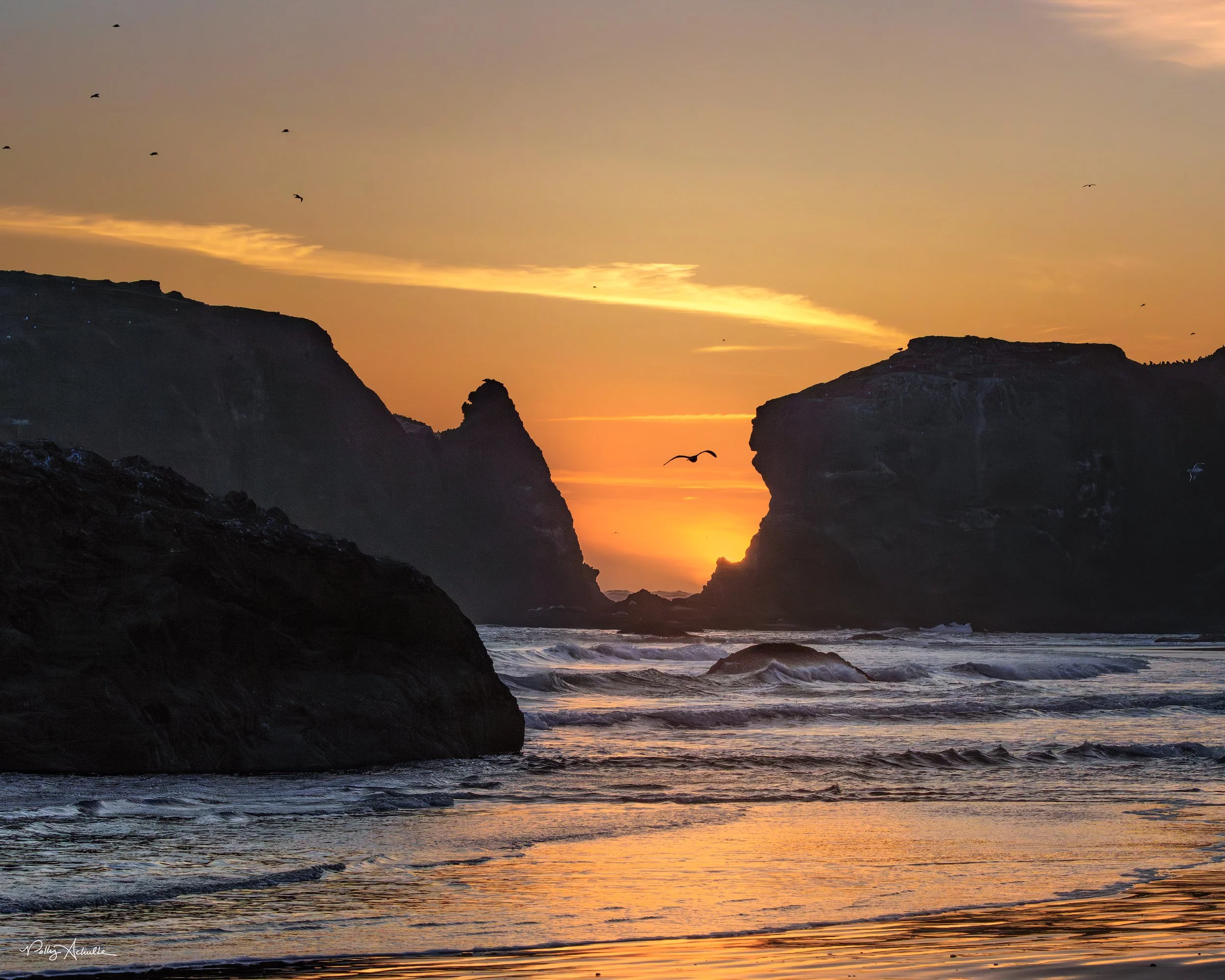 bandon_windy_sunset_bird_DT-WEB.jpg