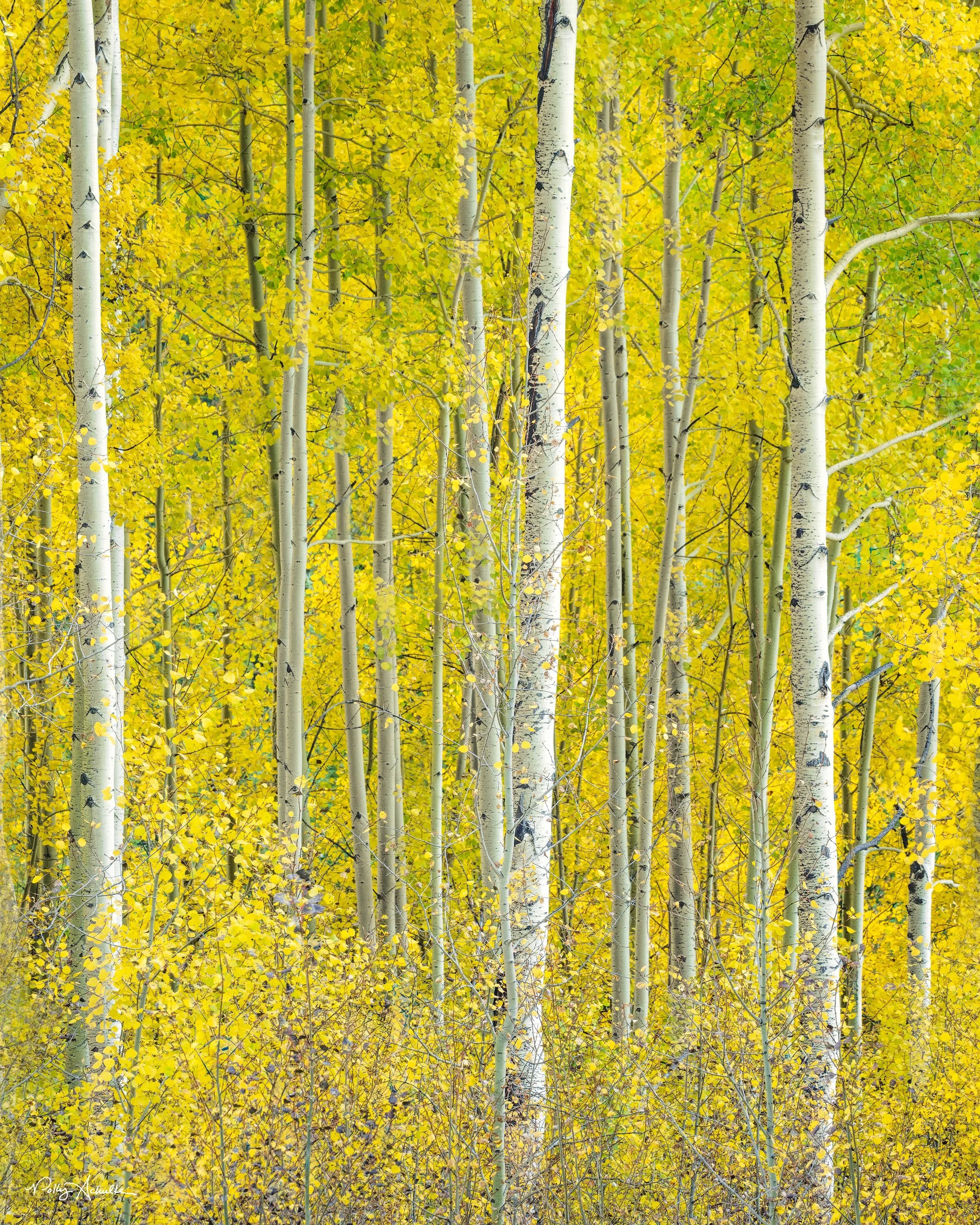 three_aspens_yellow-WEB.jpg