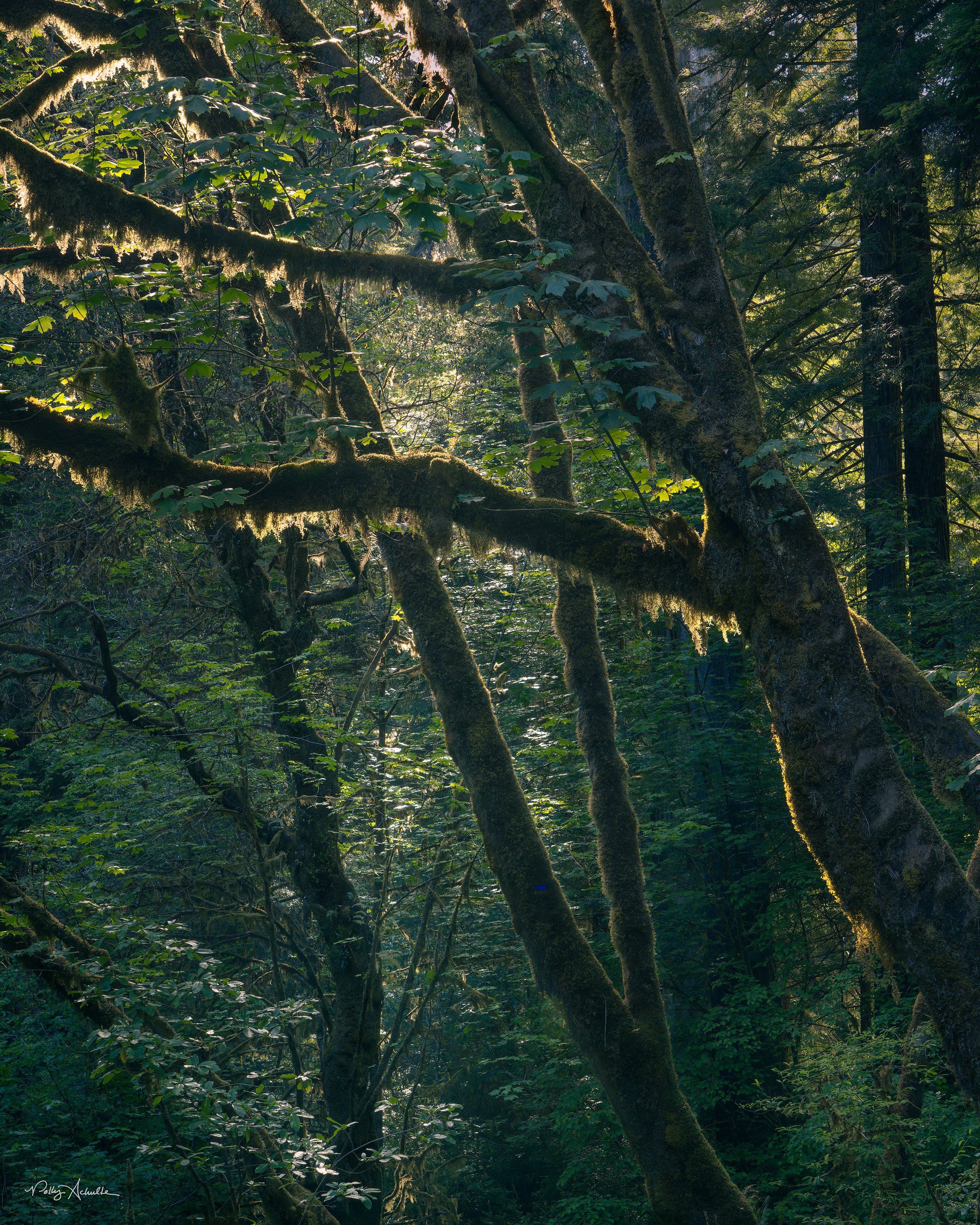 Jedediah Smith Redwoods State Park, CA (2026)