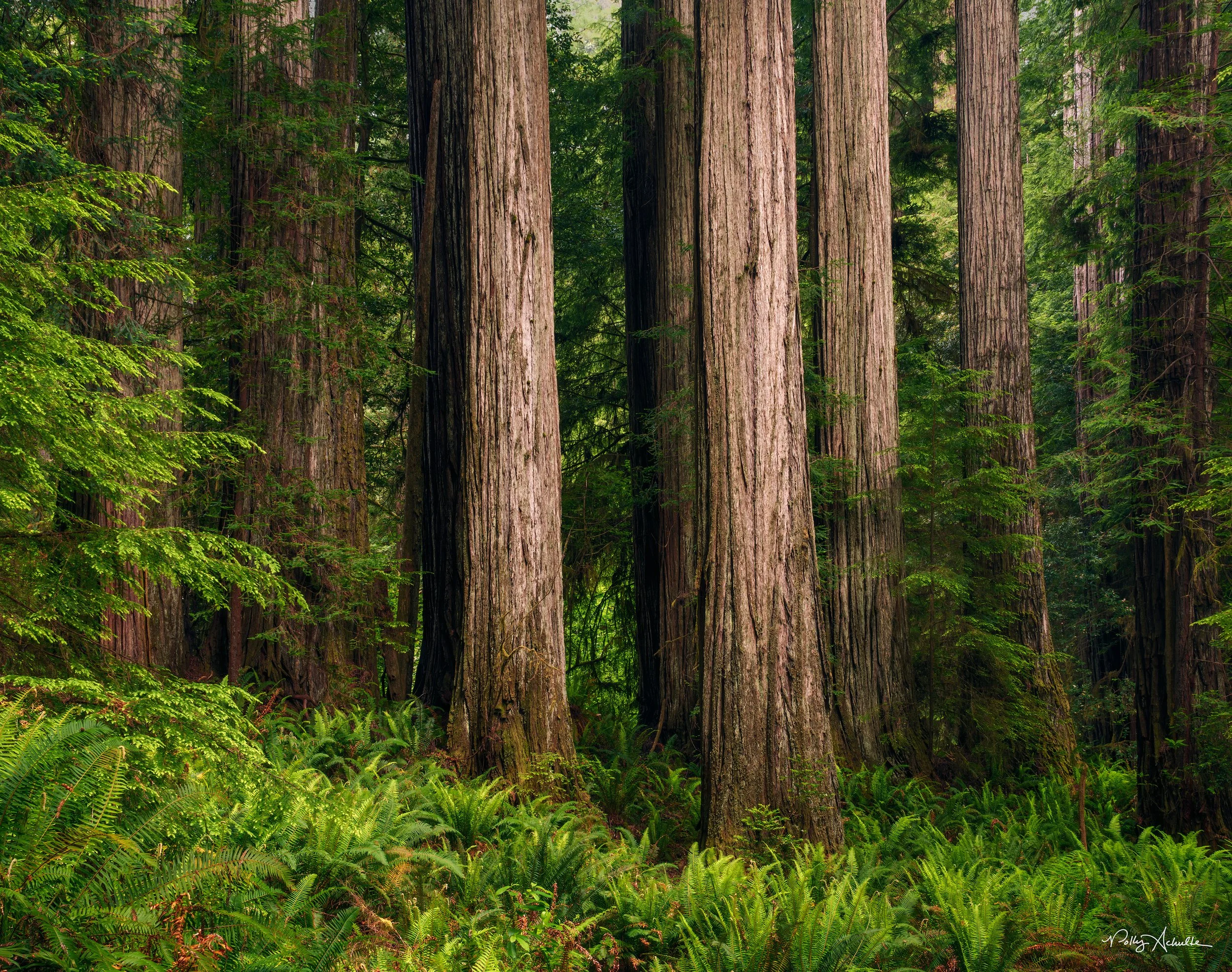 jedidadah_many_trees_side_light-WEB.jpg