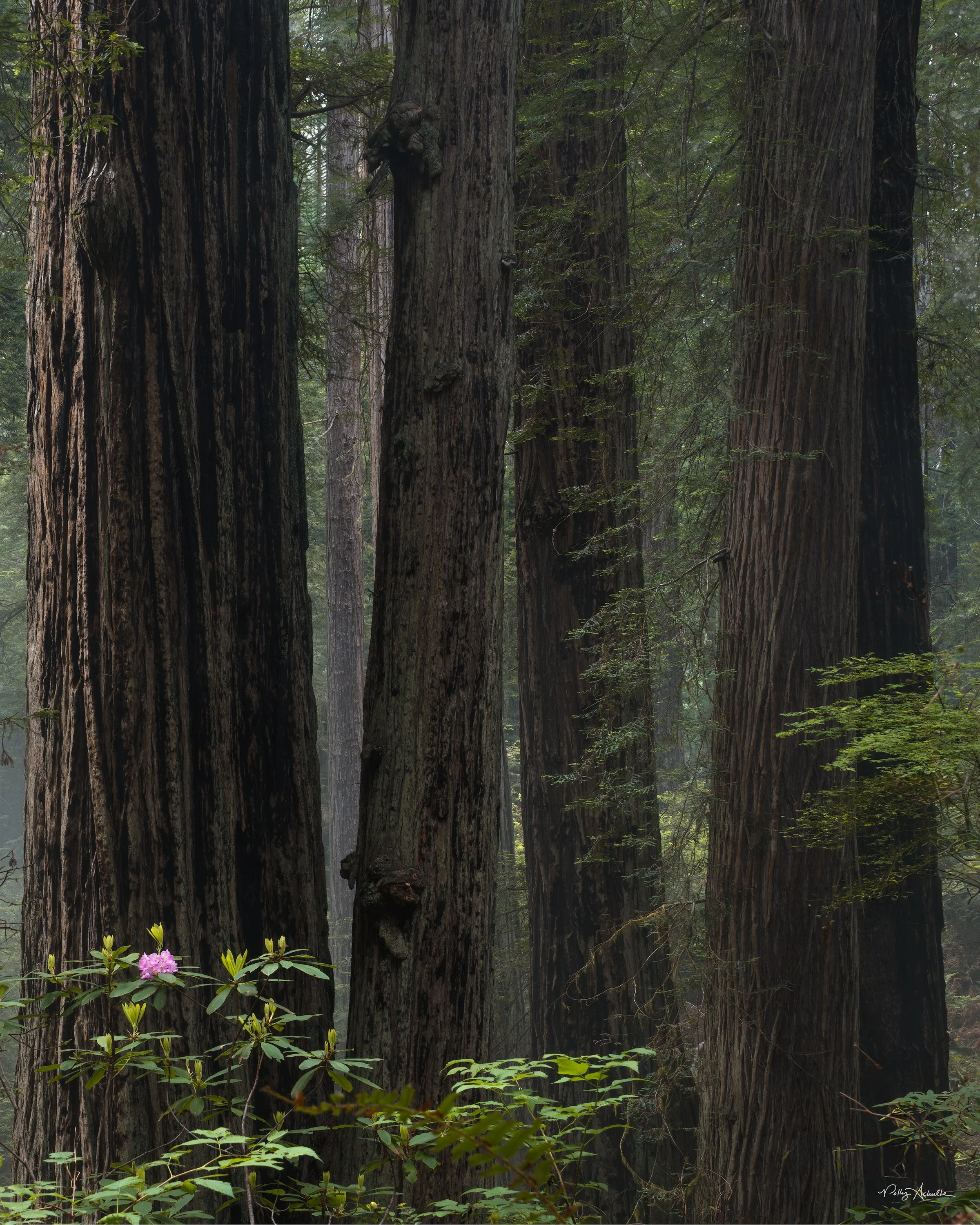 damnation_trail_rodo_trees-WEB.jpg