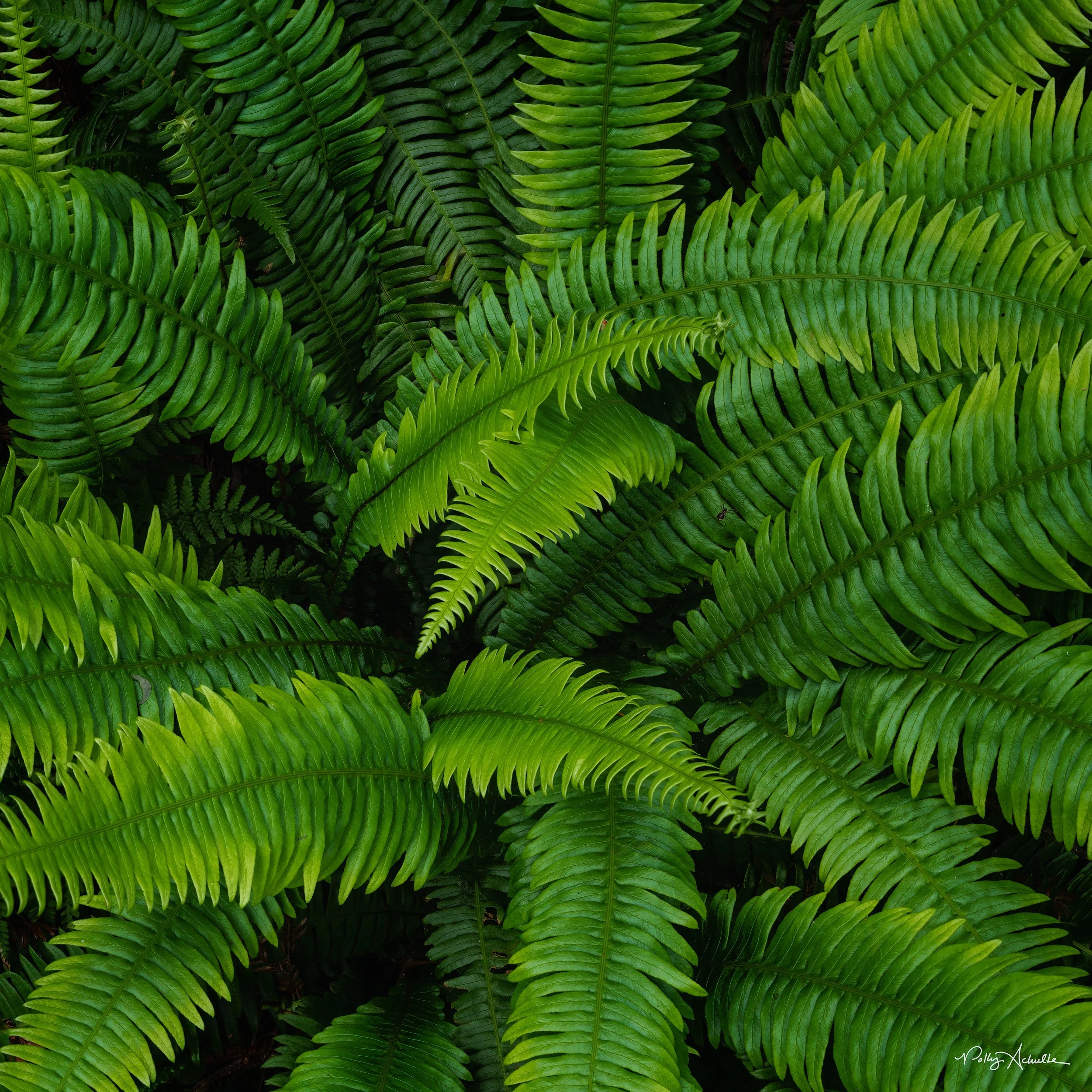 birds_eye_fern-WEB.jpg