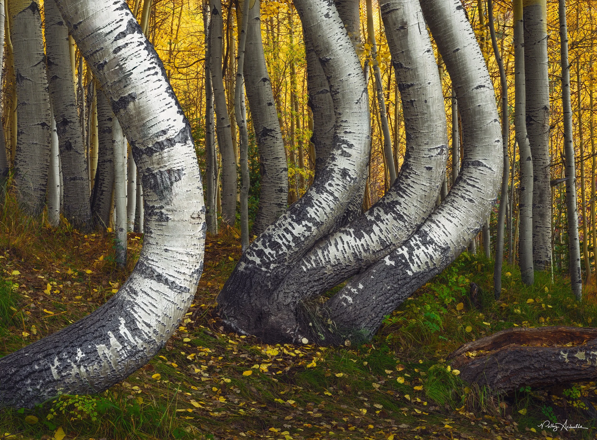dancing_aspens_wide-WEB.jpg