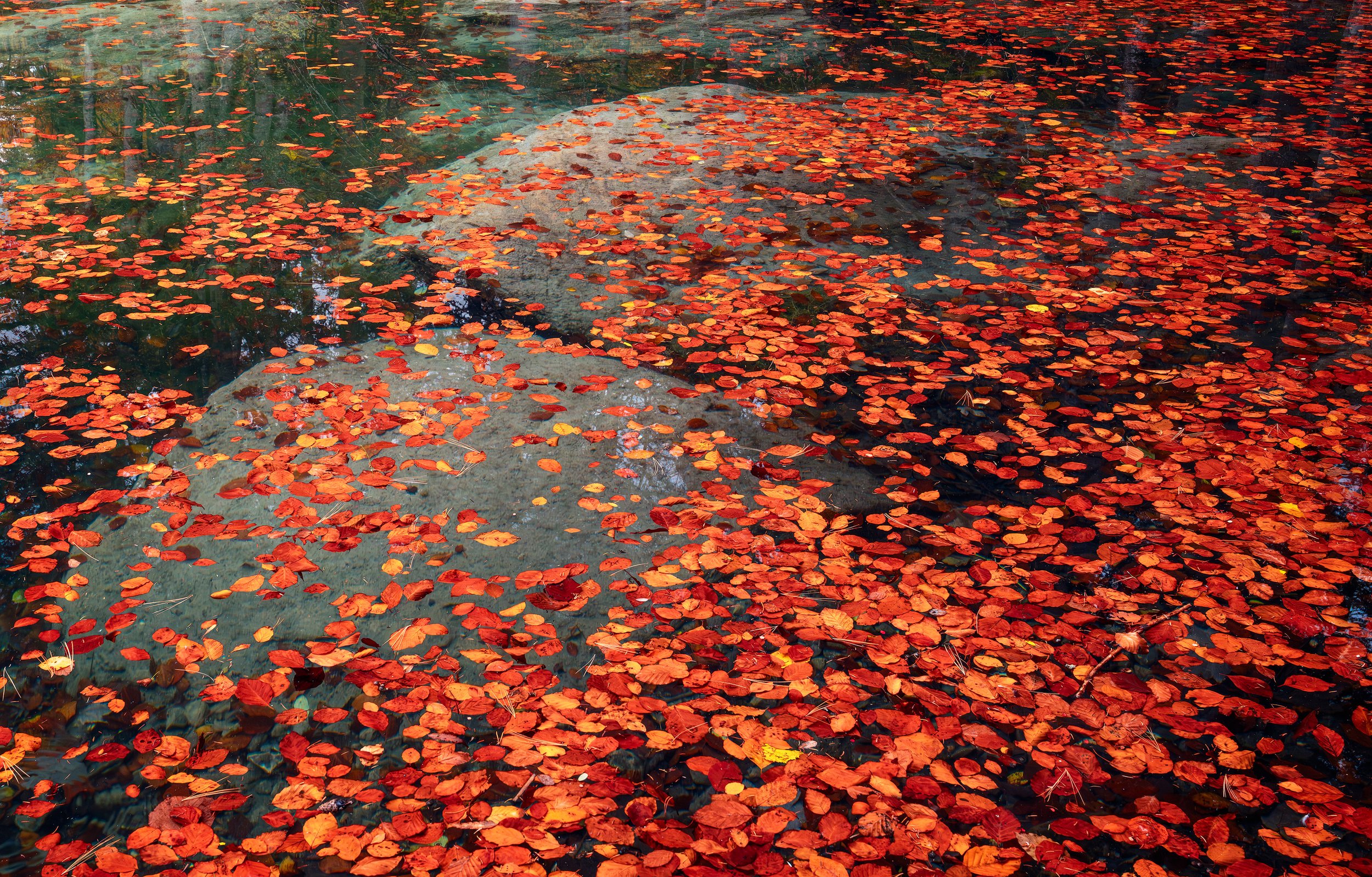 lake_blausee_leaves-WEB.jpg