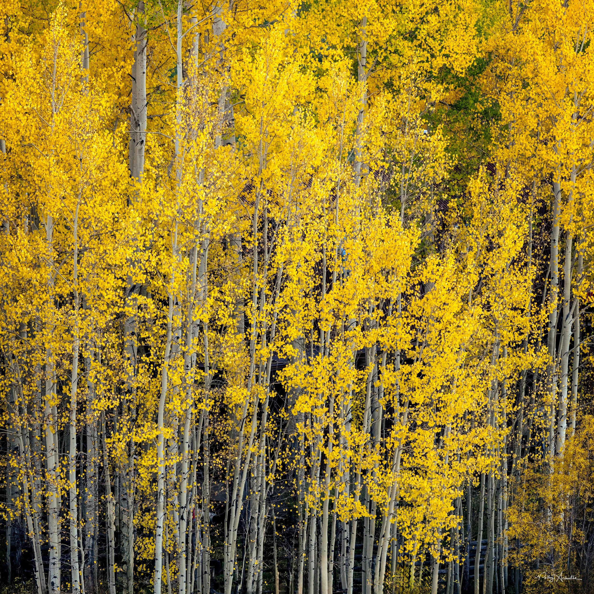 wilson_closeup_yellow_aspens-WEB.jpg