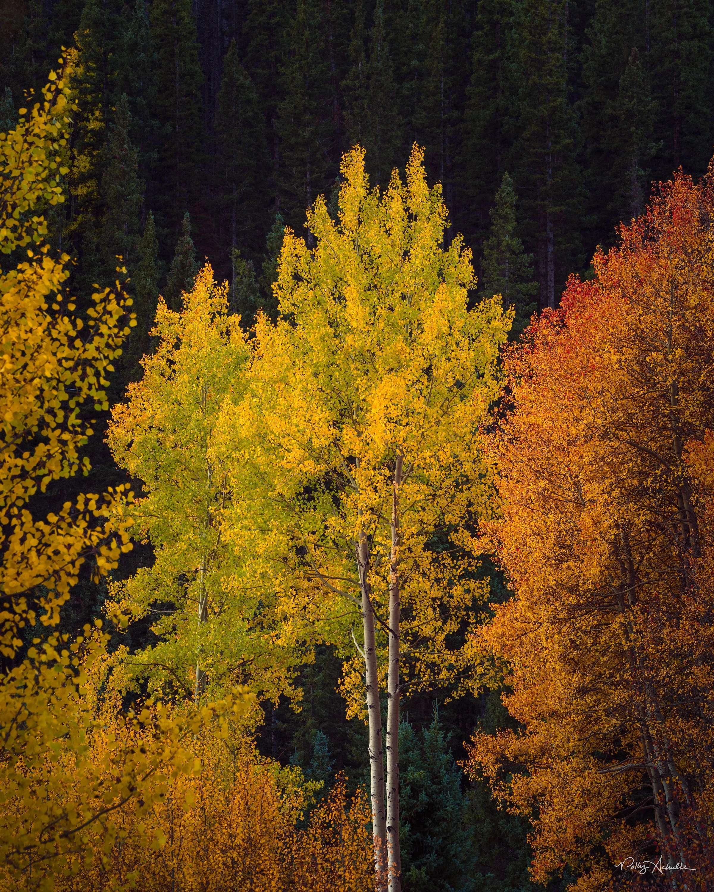 lit_tree-WEB.jpg