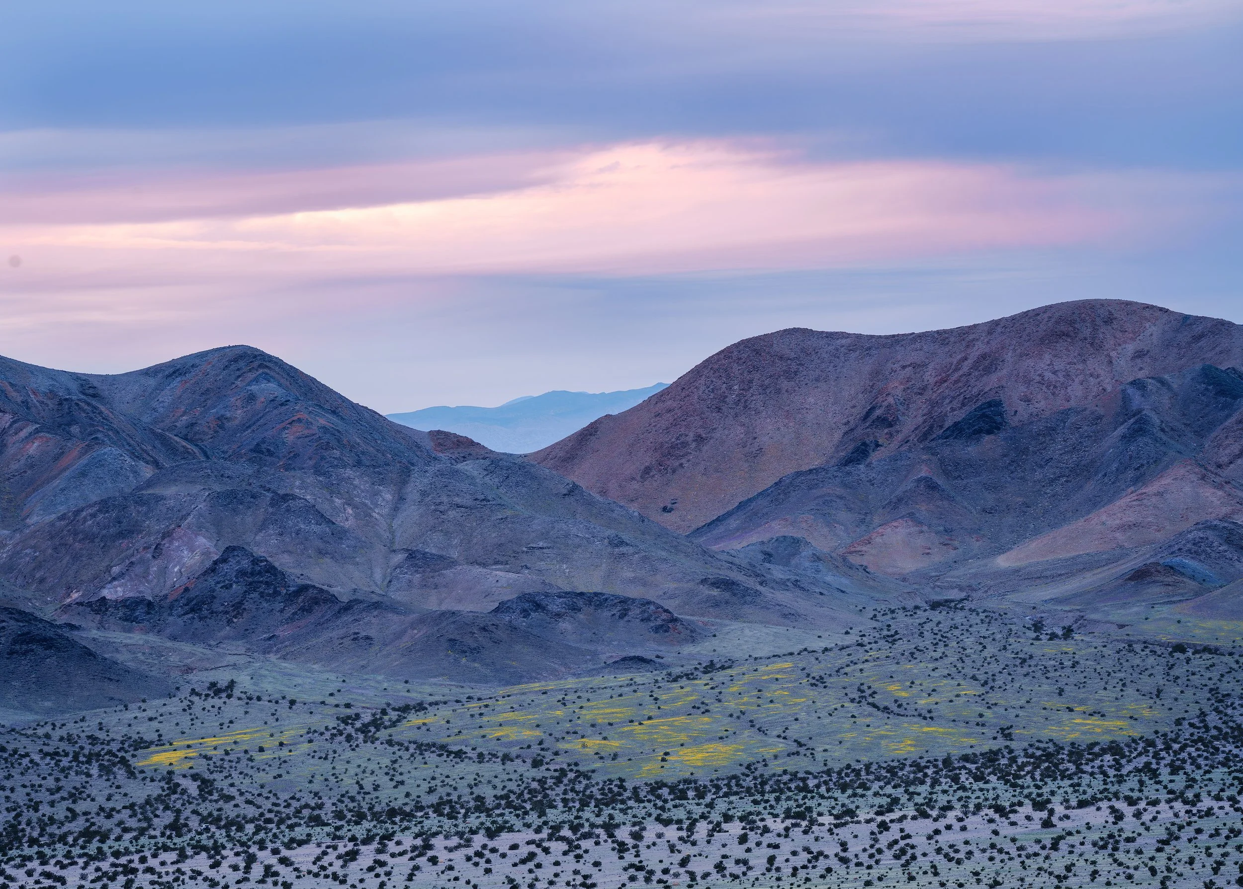 Ibex_grand_bloom-WEB.jpg