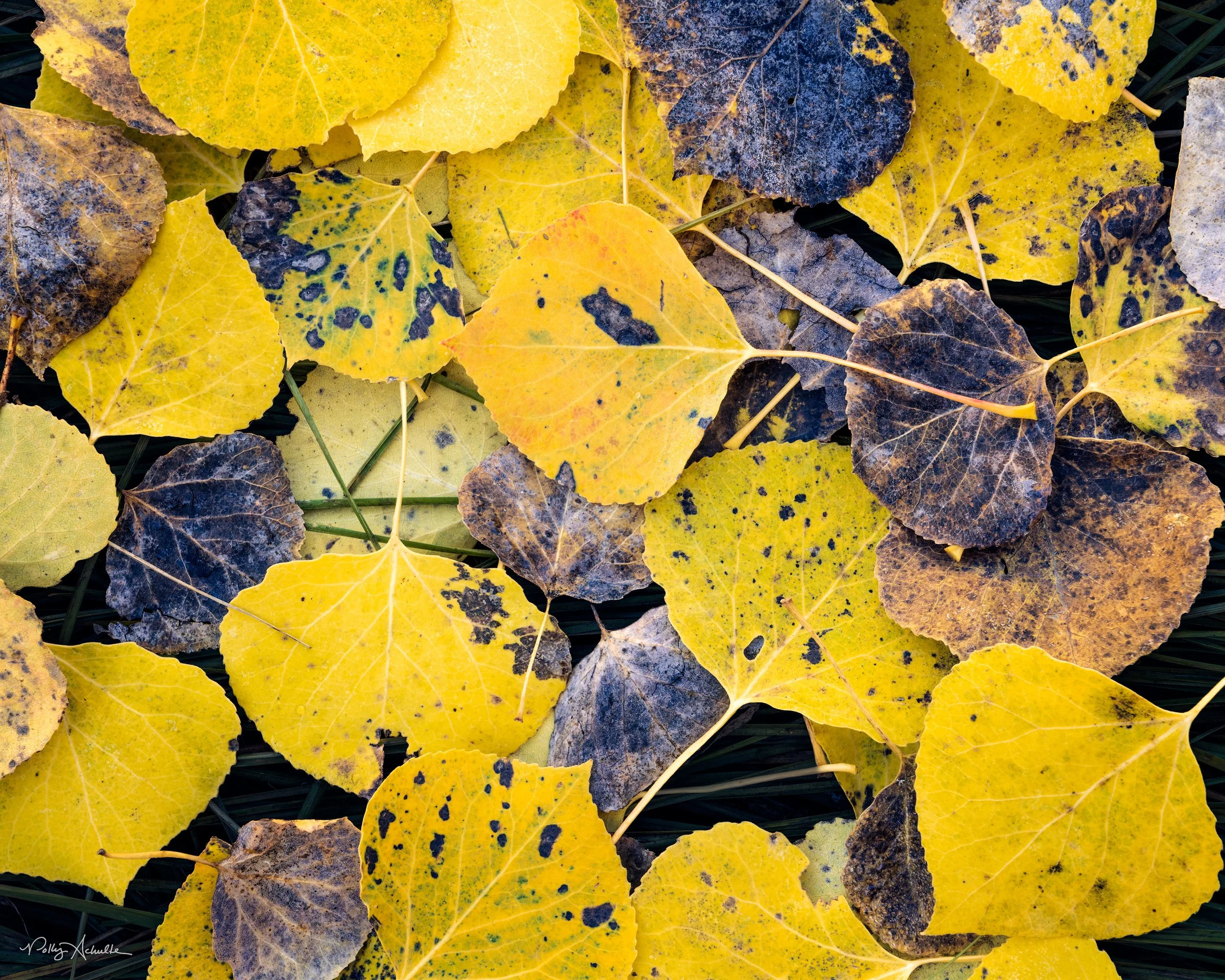 aspen_leaves-WEB.jpg
