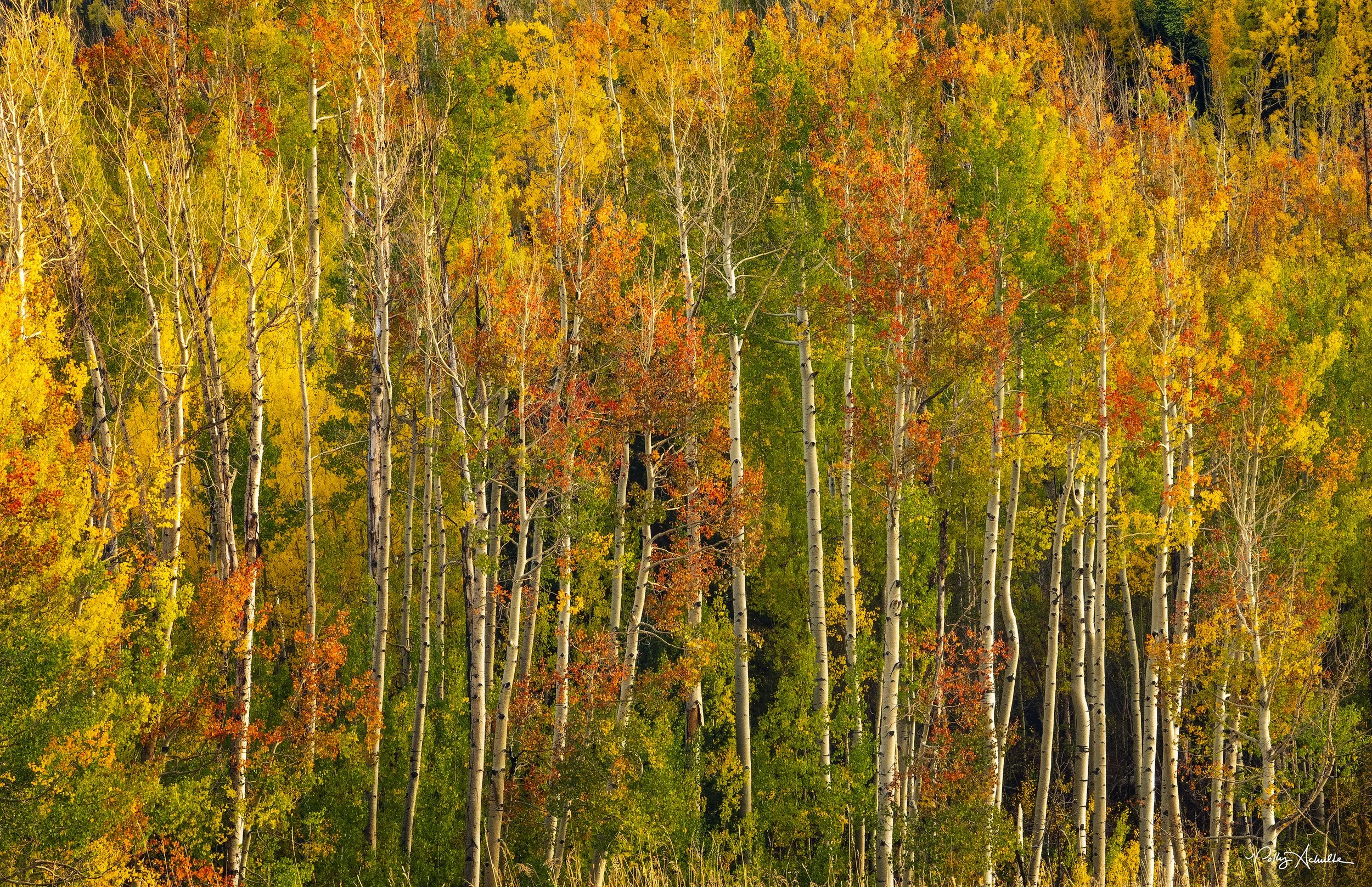 wilson_aspens_closeup_reds-WEB.jpg