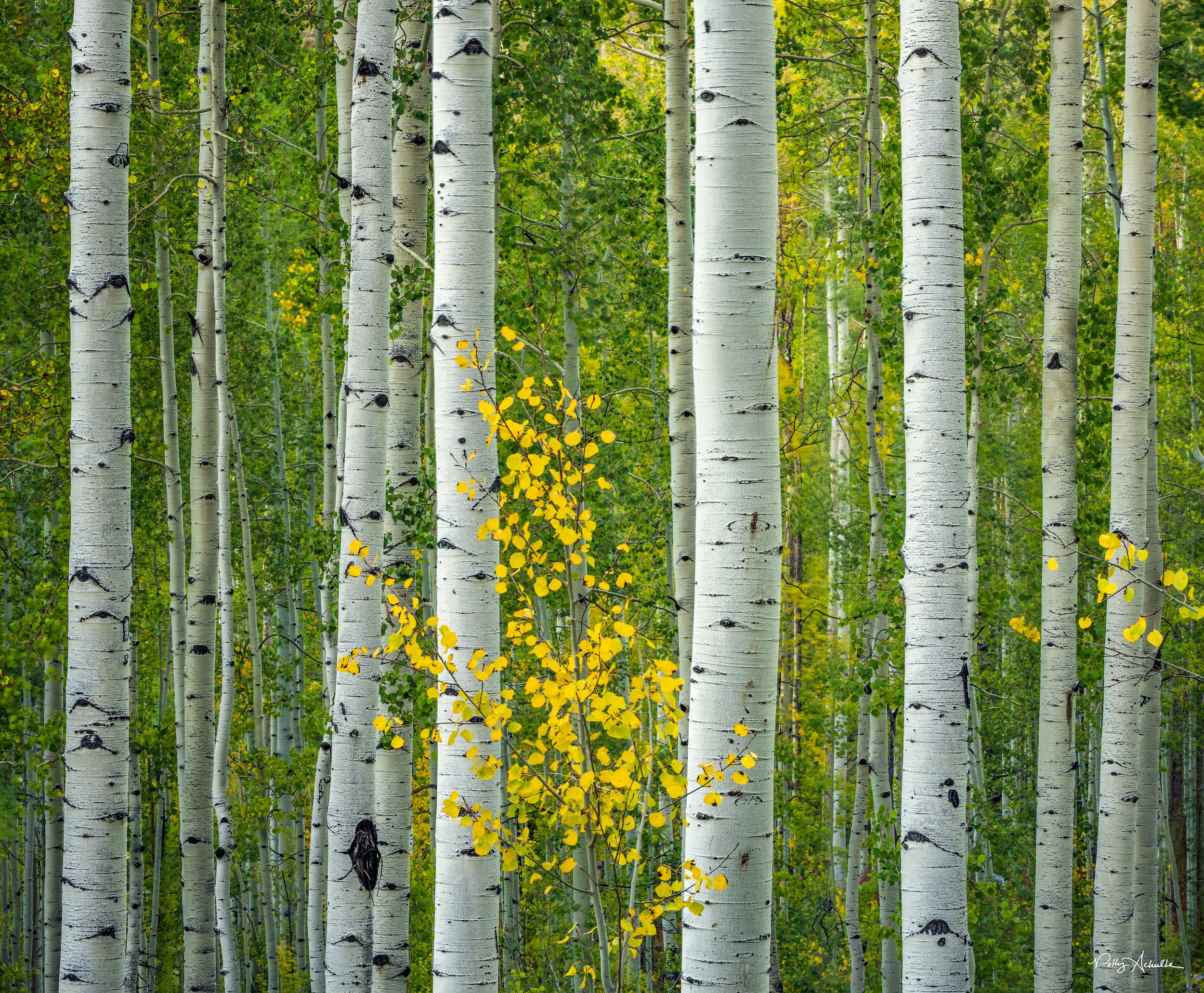 aspen_wall-WEB.jpg