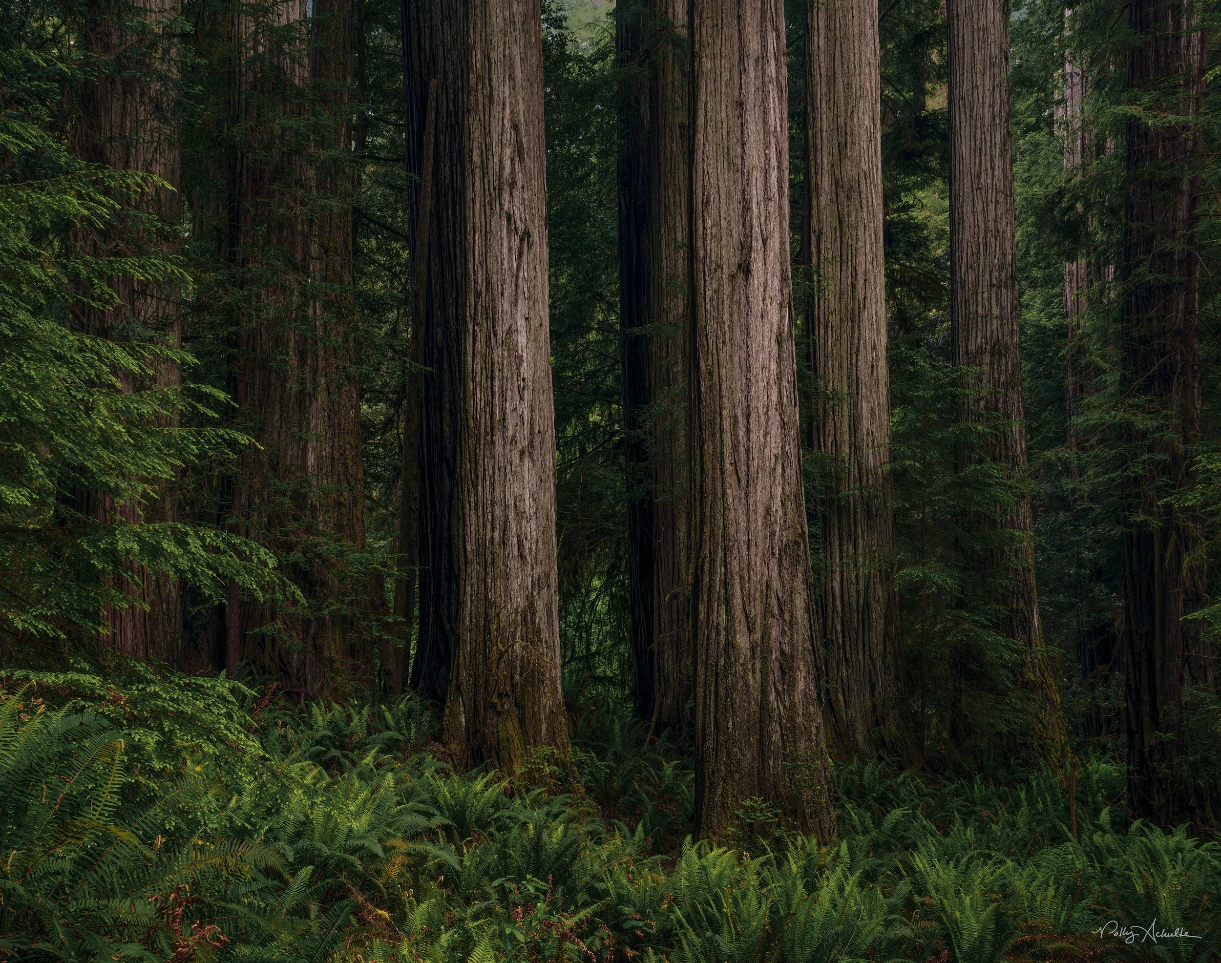 jedidadah_many_trees_side_light-WEB.jpg
