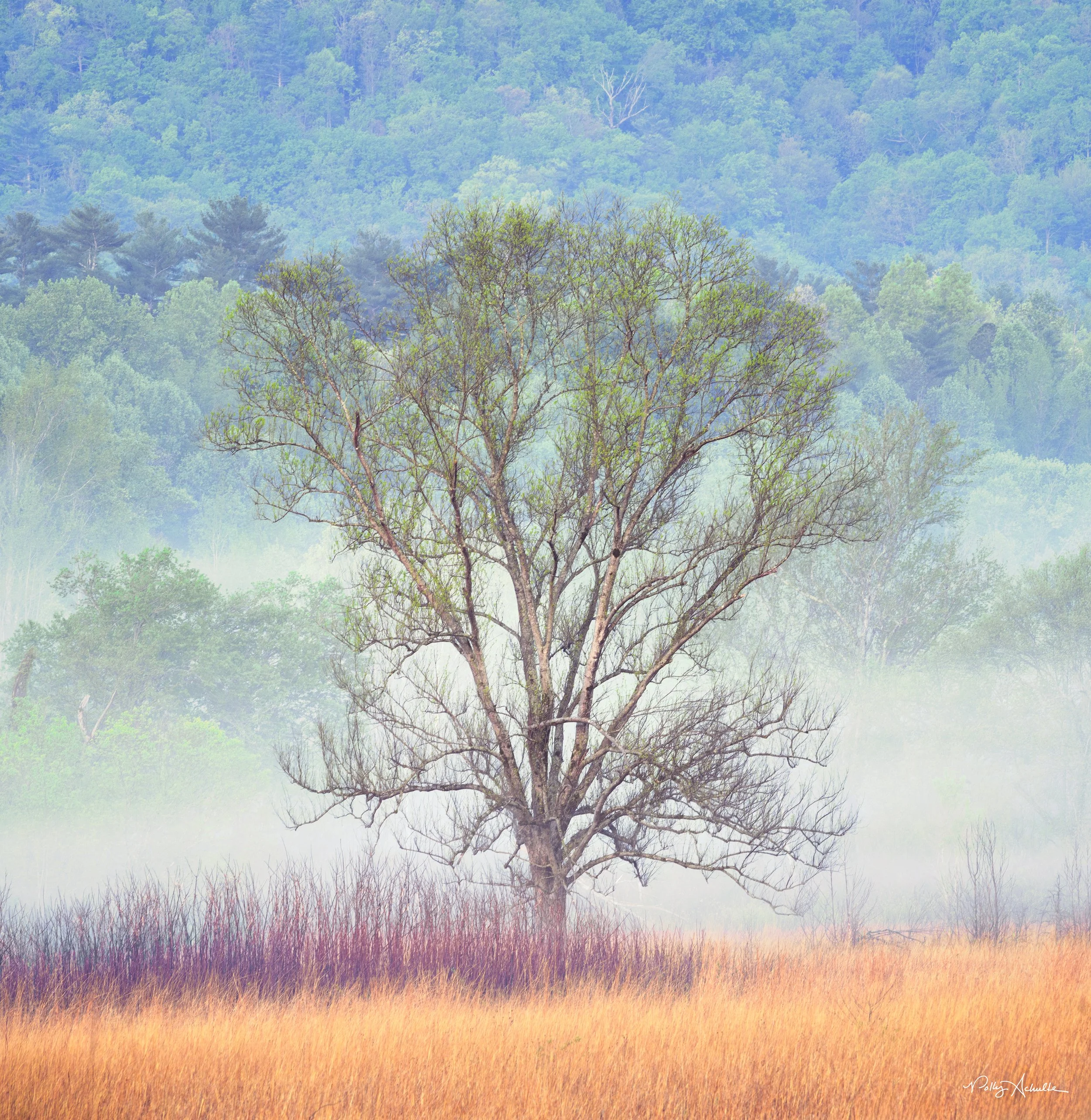 Cade's Cove Smoky Mountain National Park (2025)