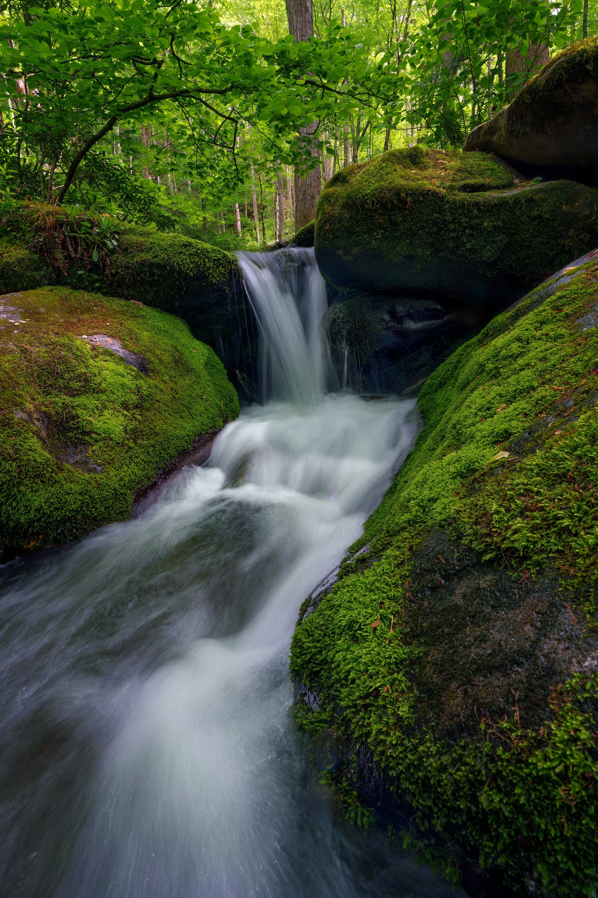 roaring_fork_wf_up_close-WEB.jpg