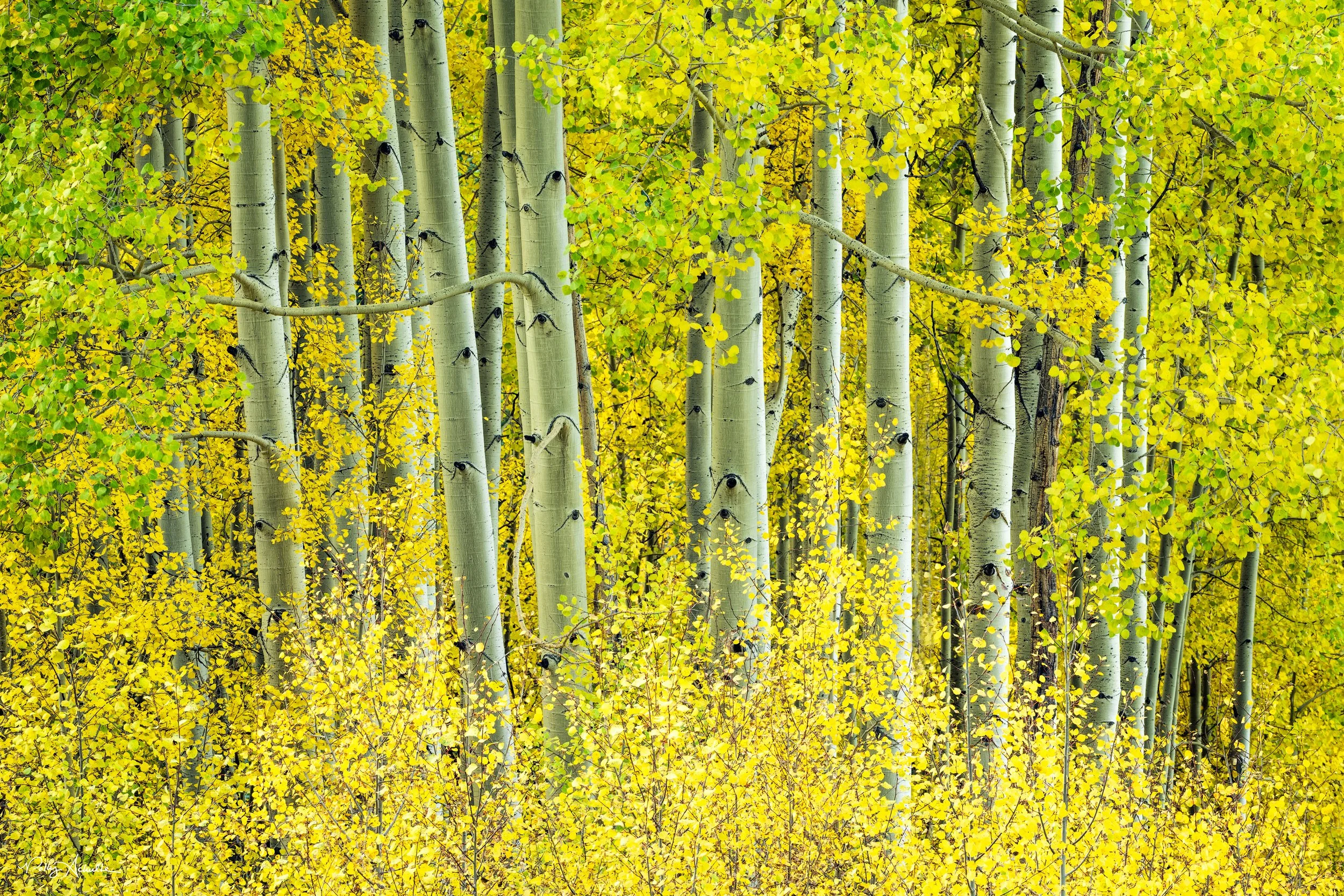 yellow_aspens_closeup-WEB.jpg