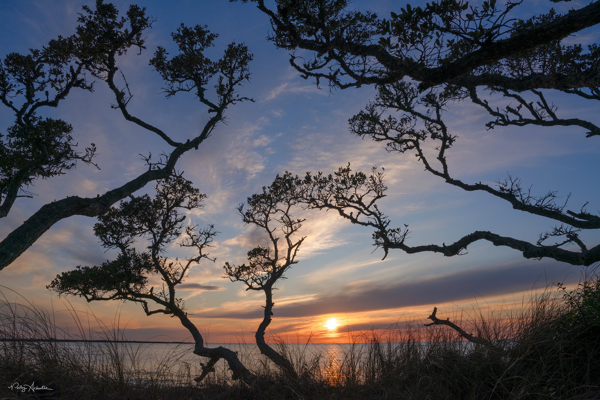 sunset_trees_ocean-web.jpg