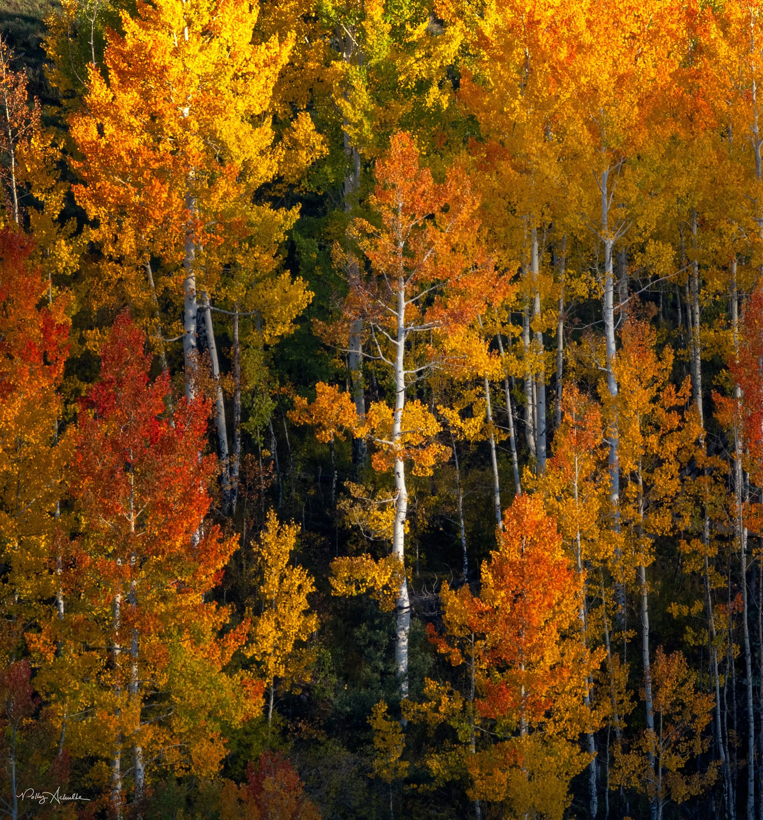 sunrise_orange_aspen-WEB.jpg