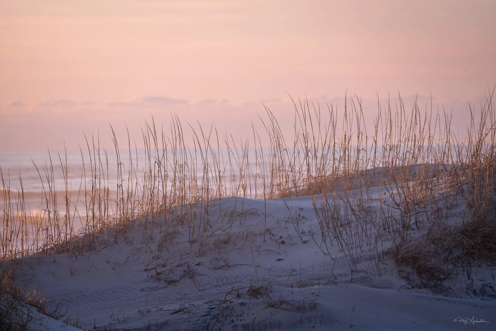 sea_oats_ocean-web.jpg