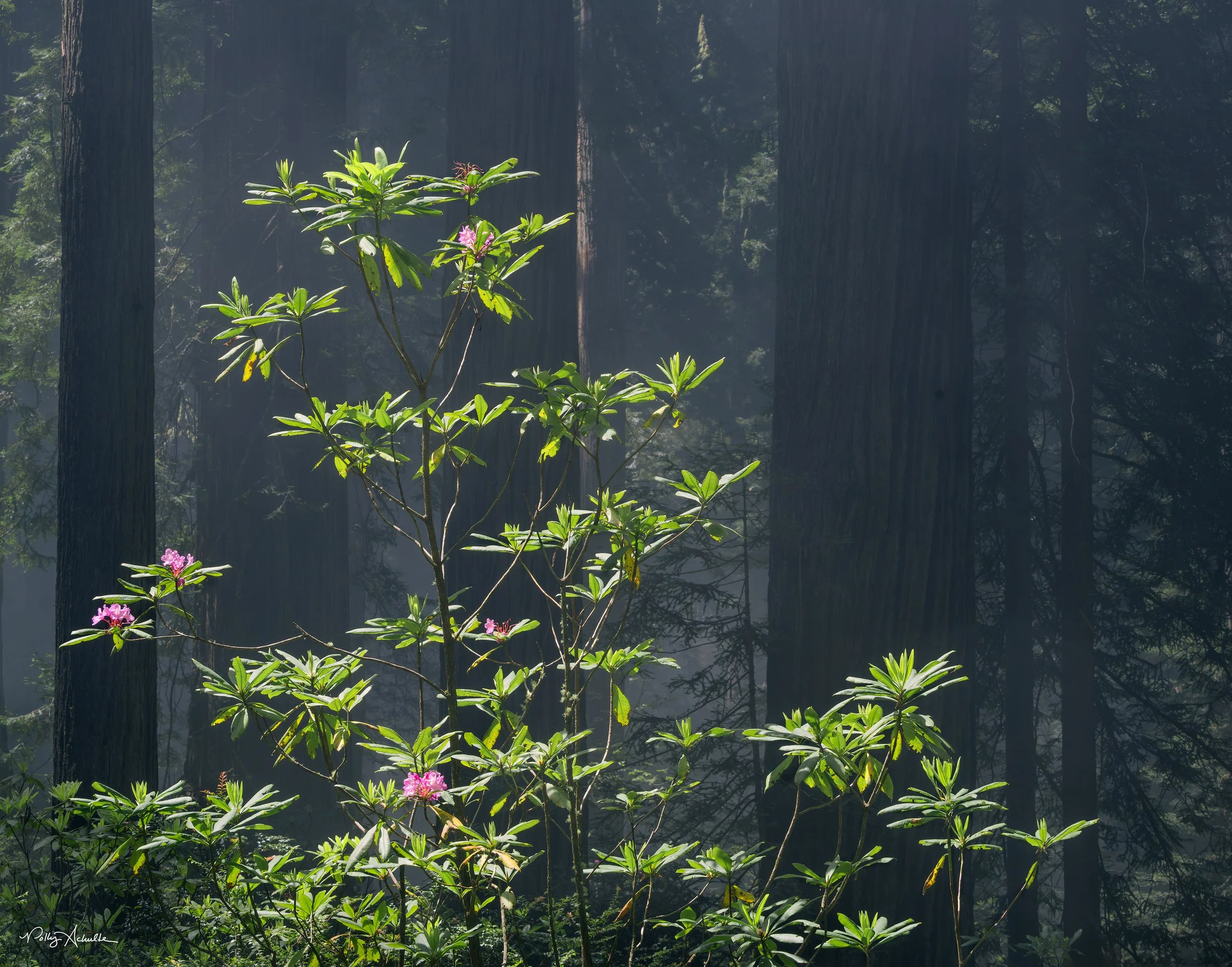 Del Norte Coast Redwoods State Park, CA (2026)