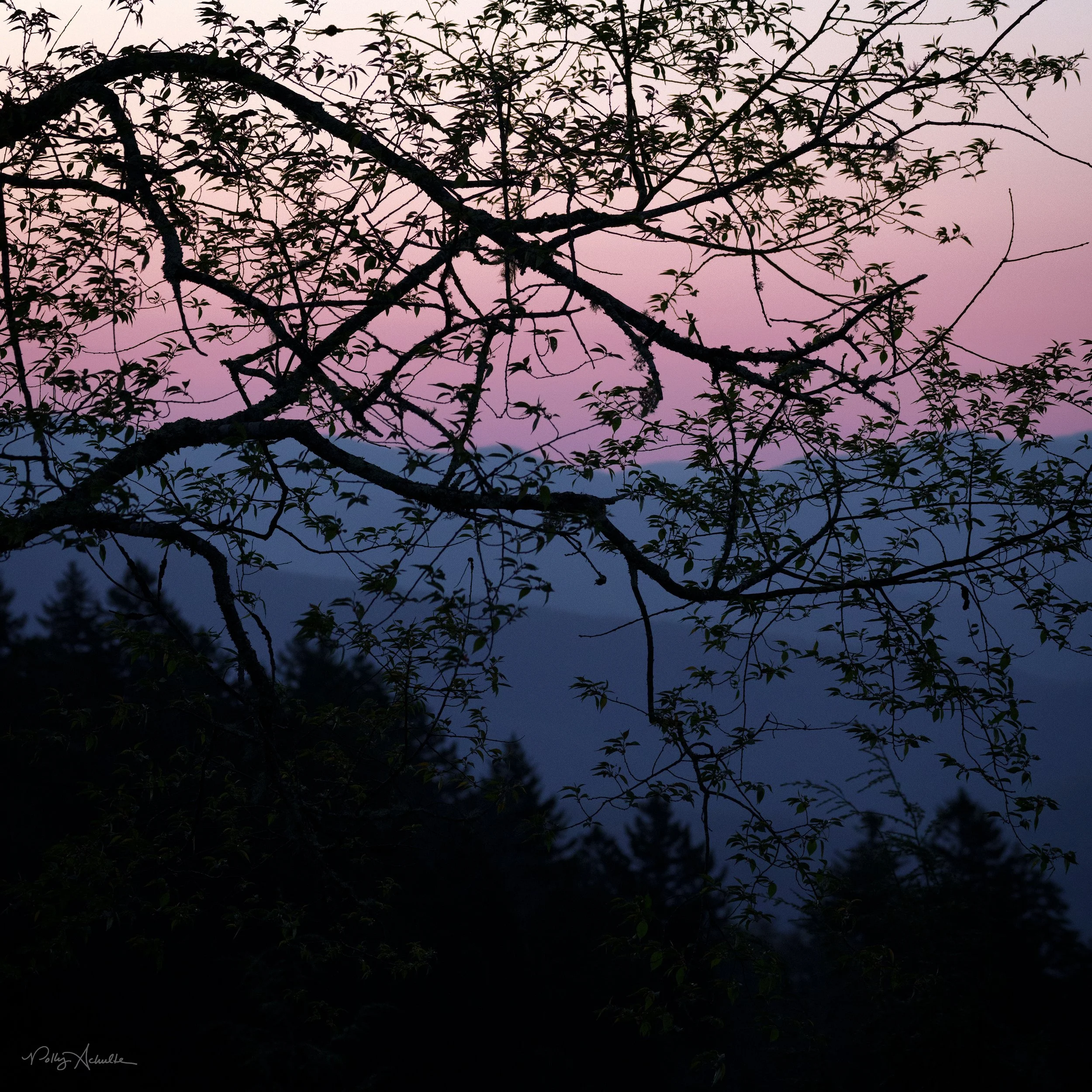 Clingmans Dome Smoky Mountain National Park (2025)