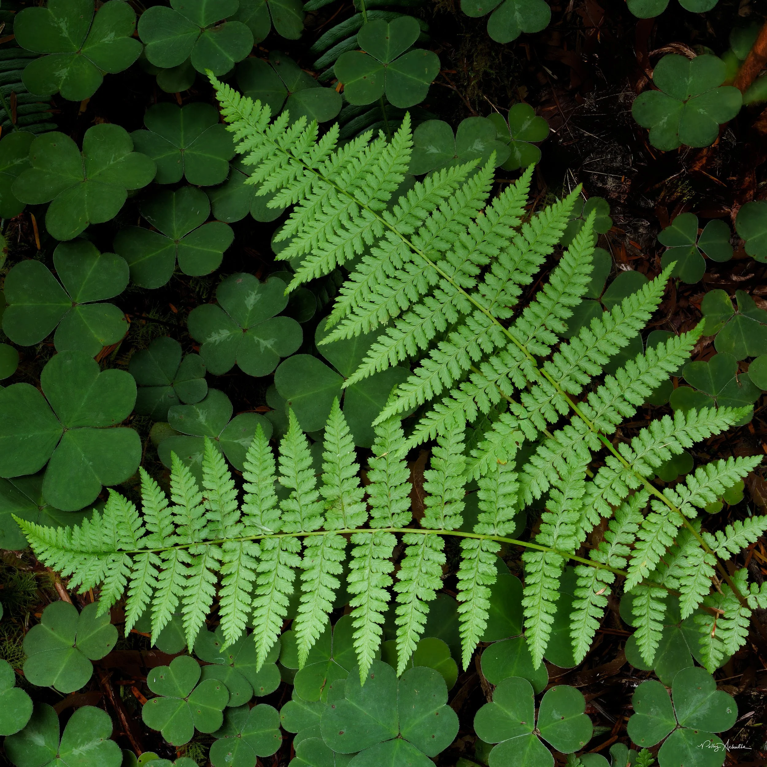ferns_clover-WEB.jpg