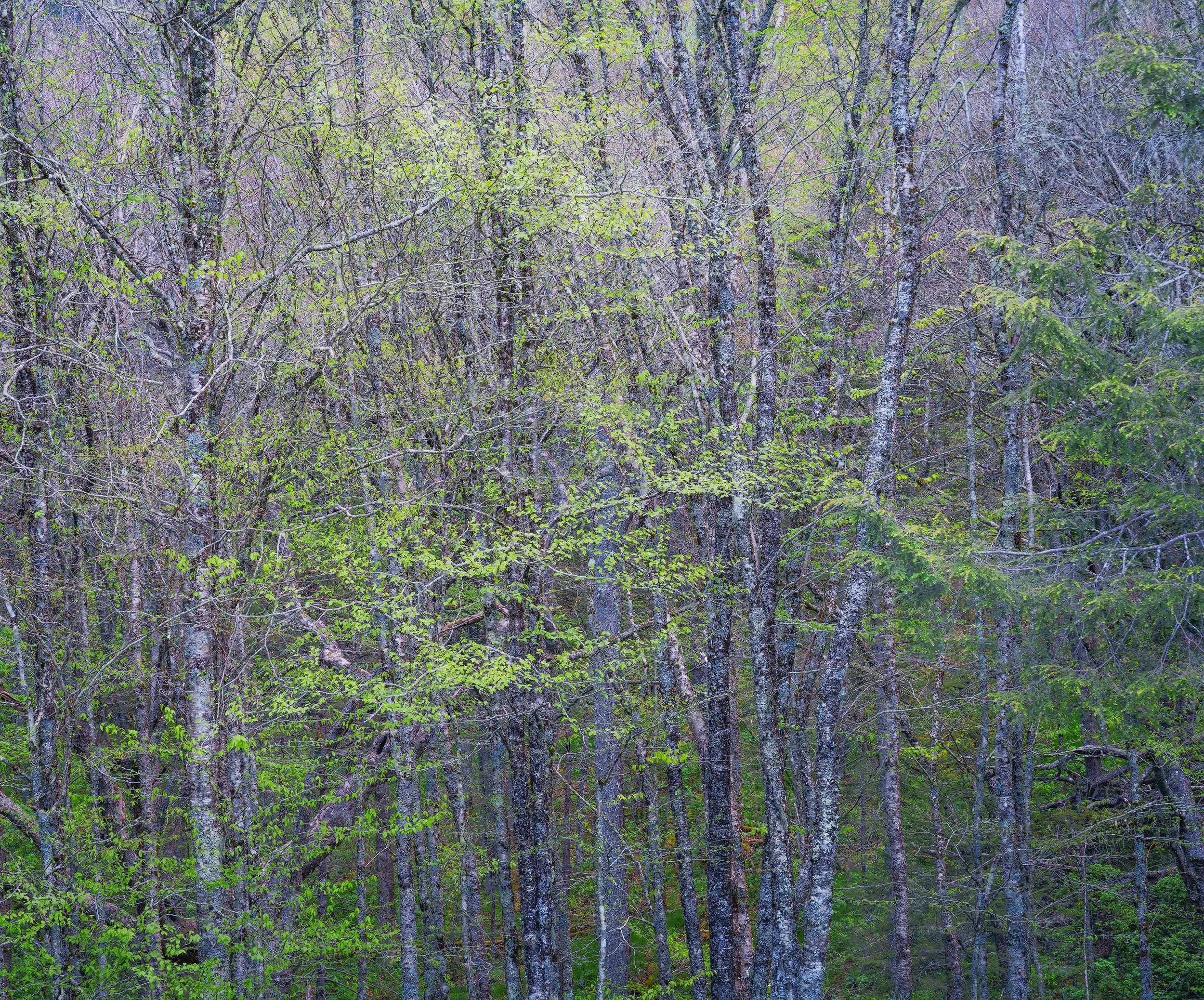5_newfound_gap_pull_off_green-WEB.jpg