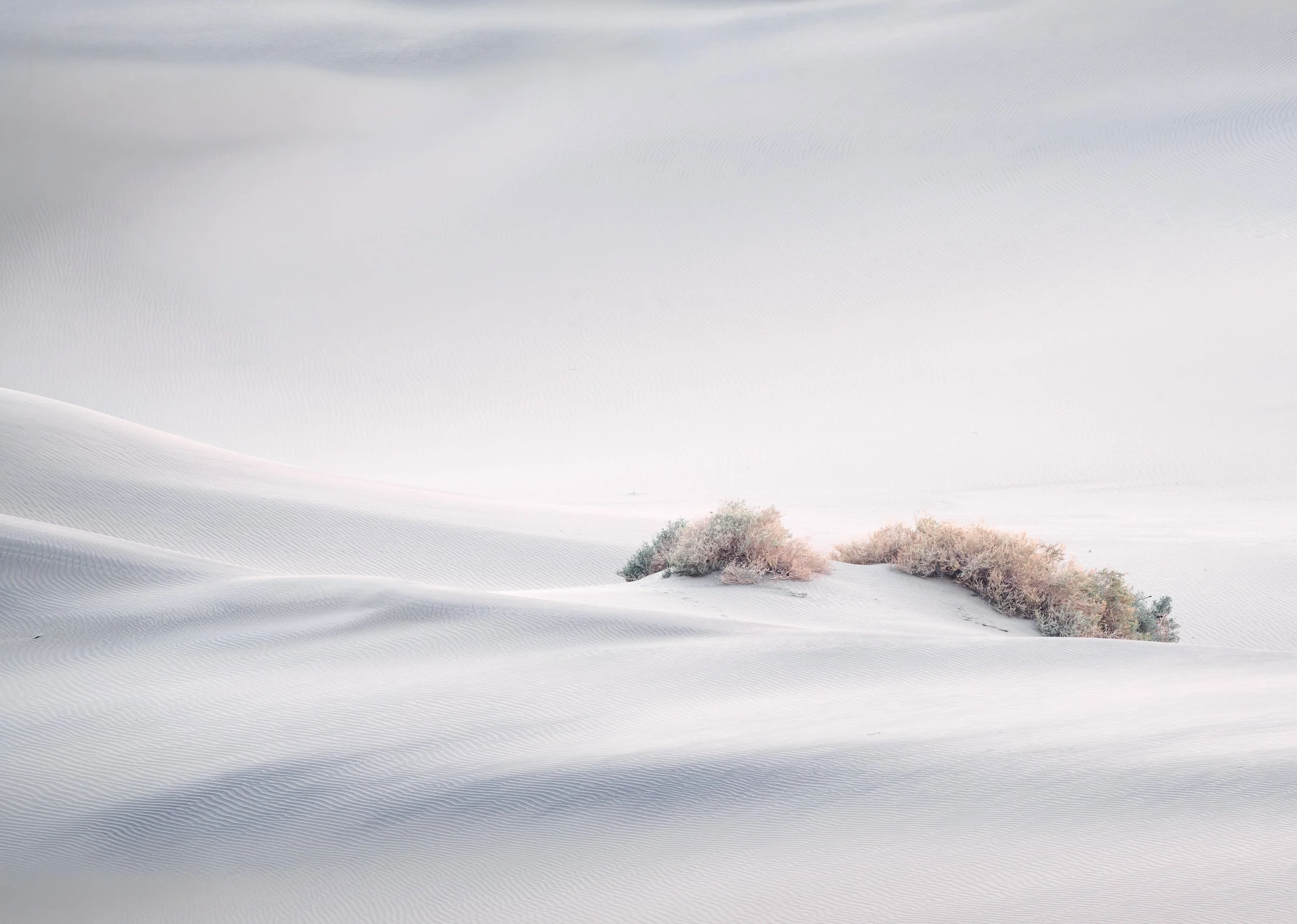 minimal_bush_sand_dune-WEB.jpg