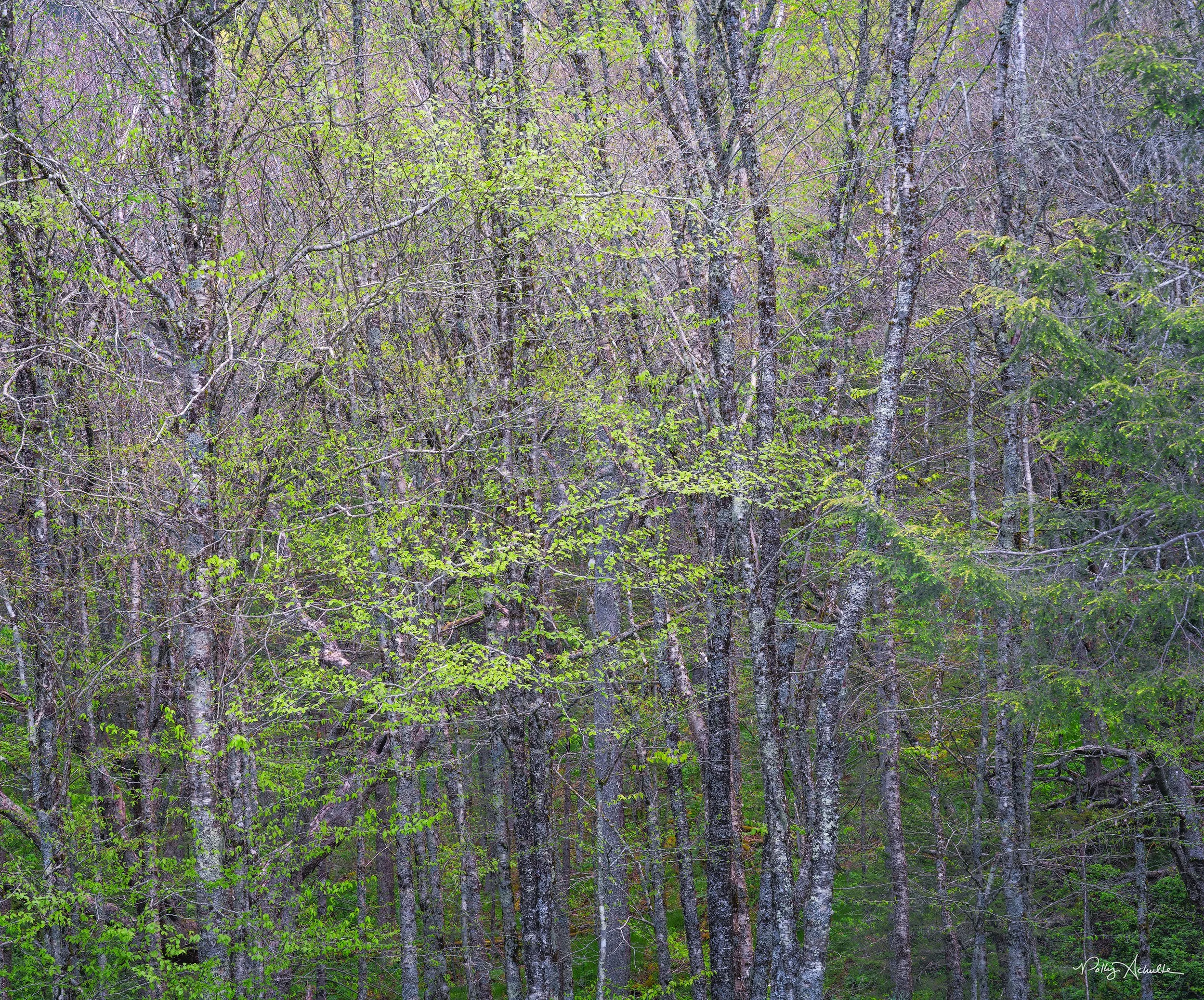 Newfound Gap Smoky Mountain National Park (2026)