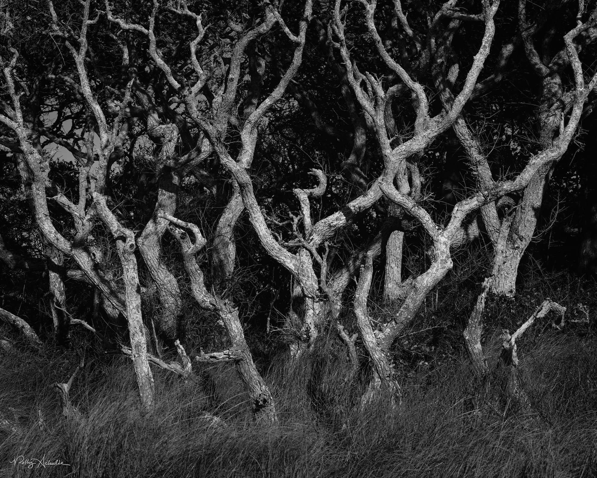 BW_trees-web.jpg
