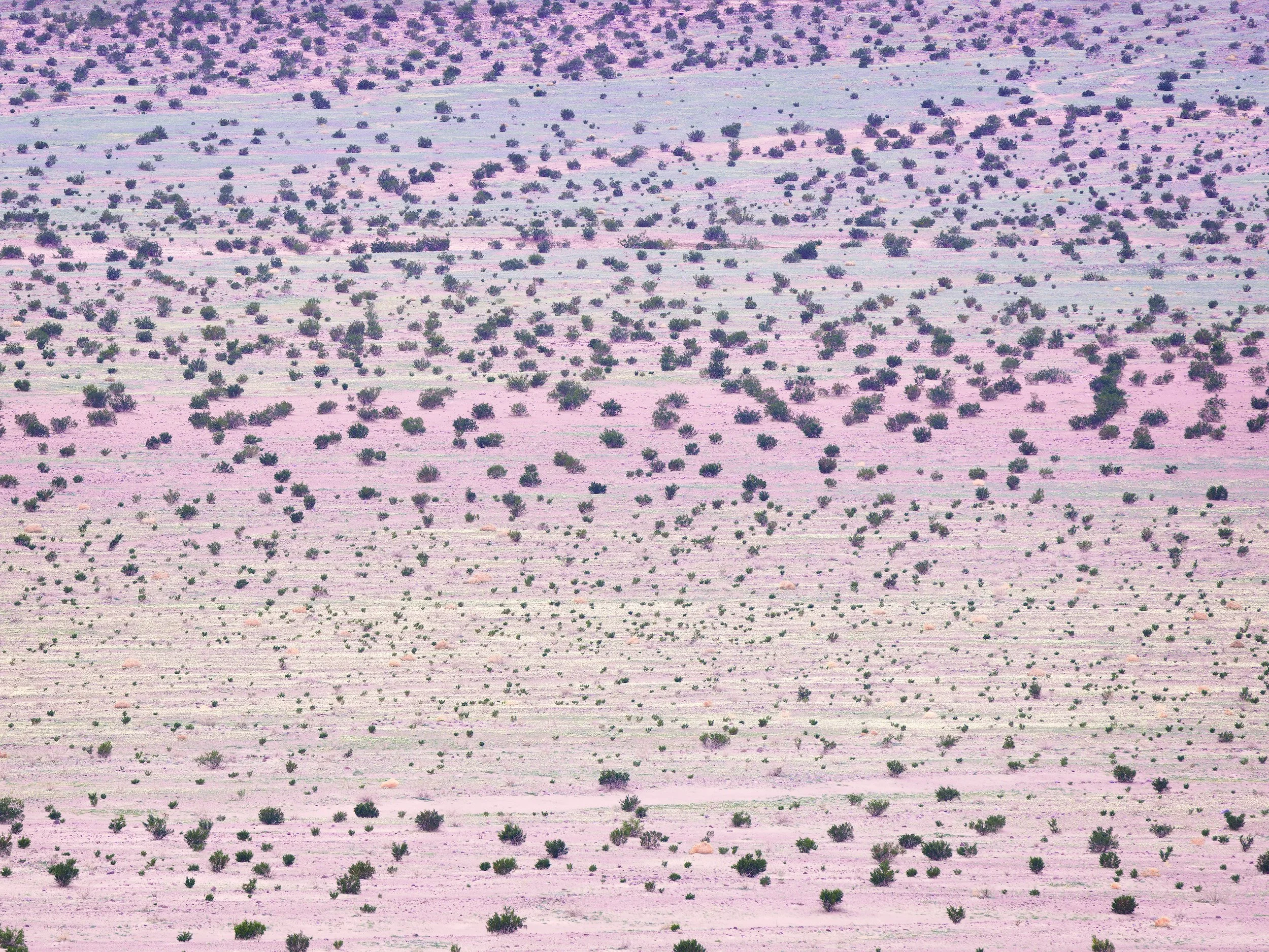 DV_ibex_bloom-WEB.jpg