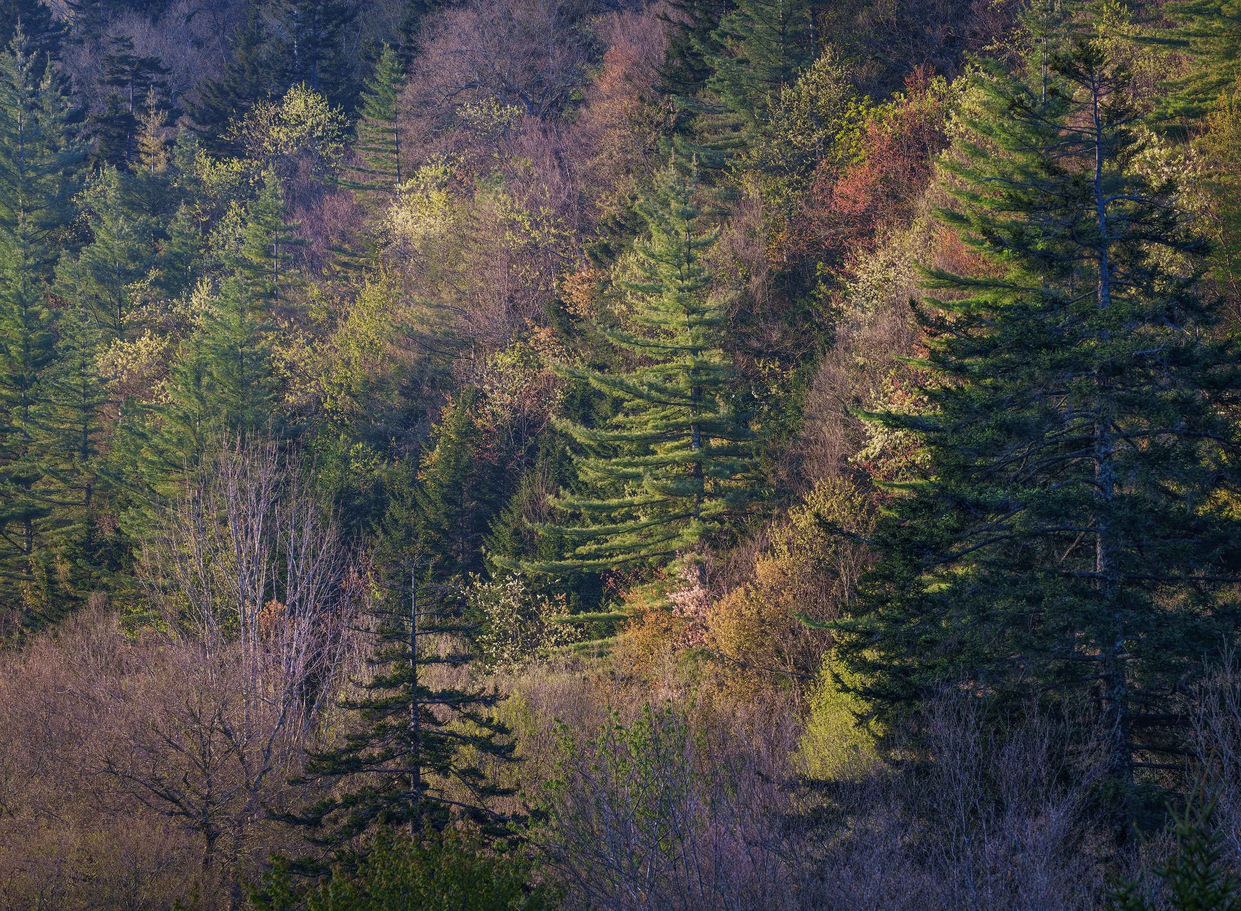 2_ocannaluftee_overlook_color-WEB.jpg