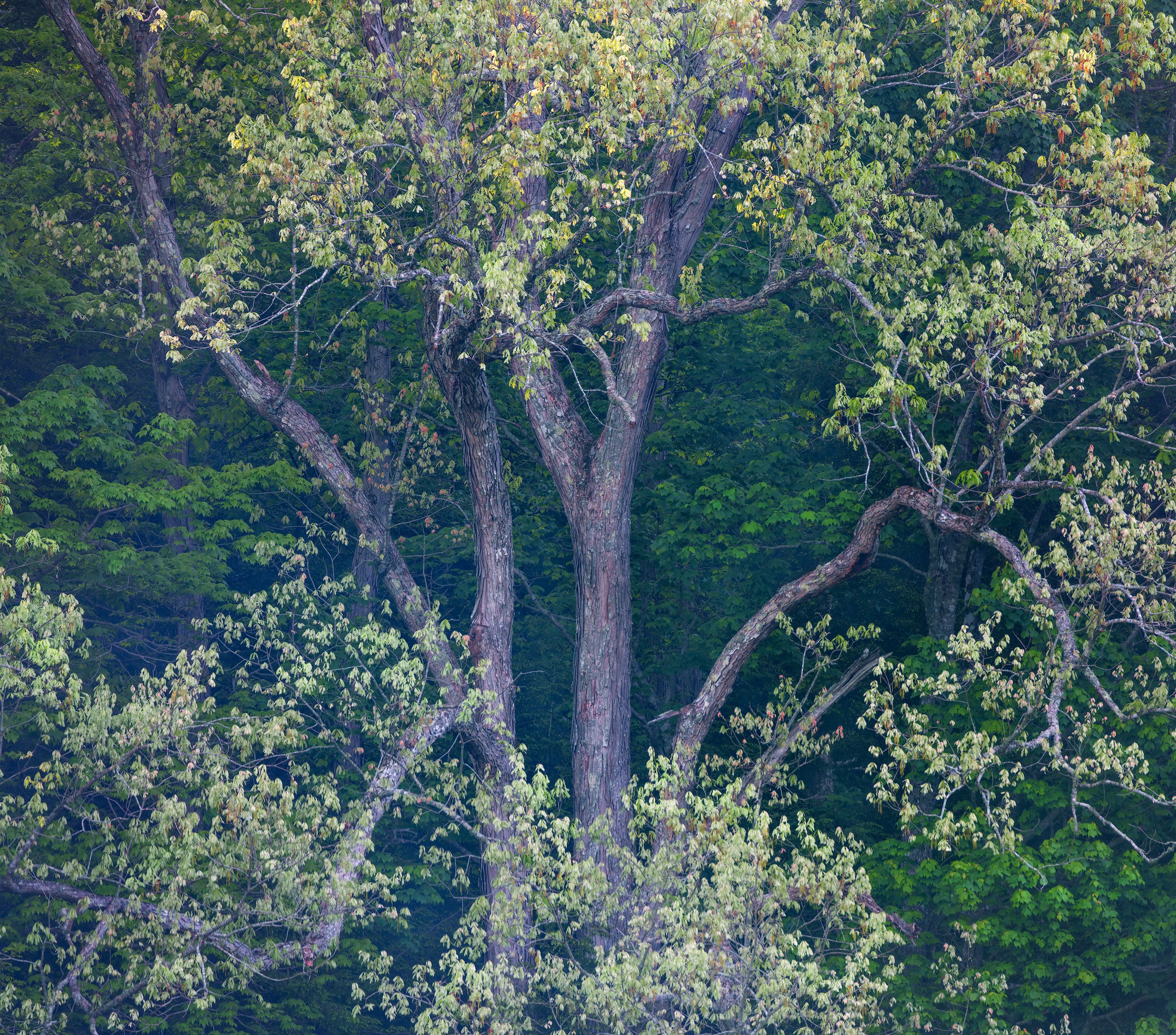 8_cades_cove_tree_up_close-WEB.jpg