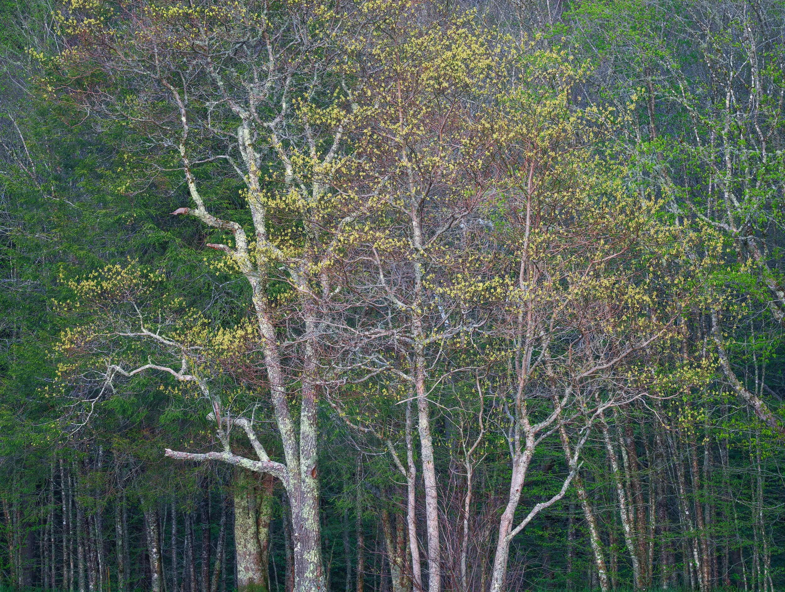 1_ocannaluftee_trees_wide-WEB.jpg