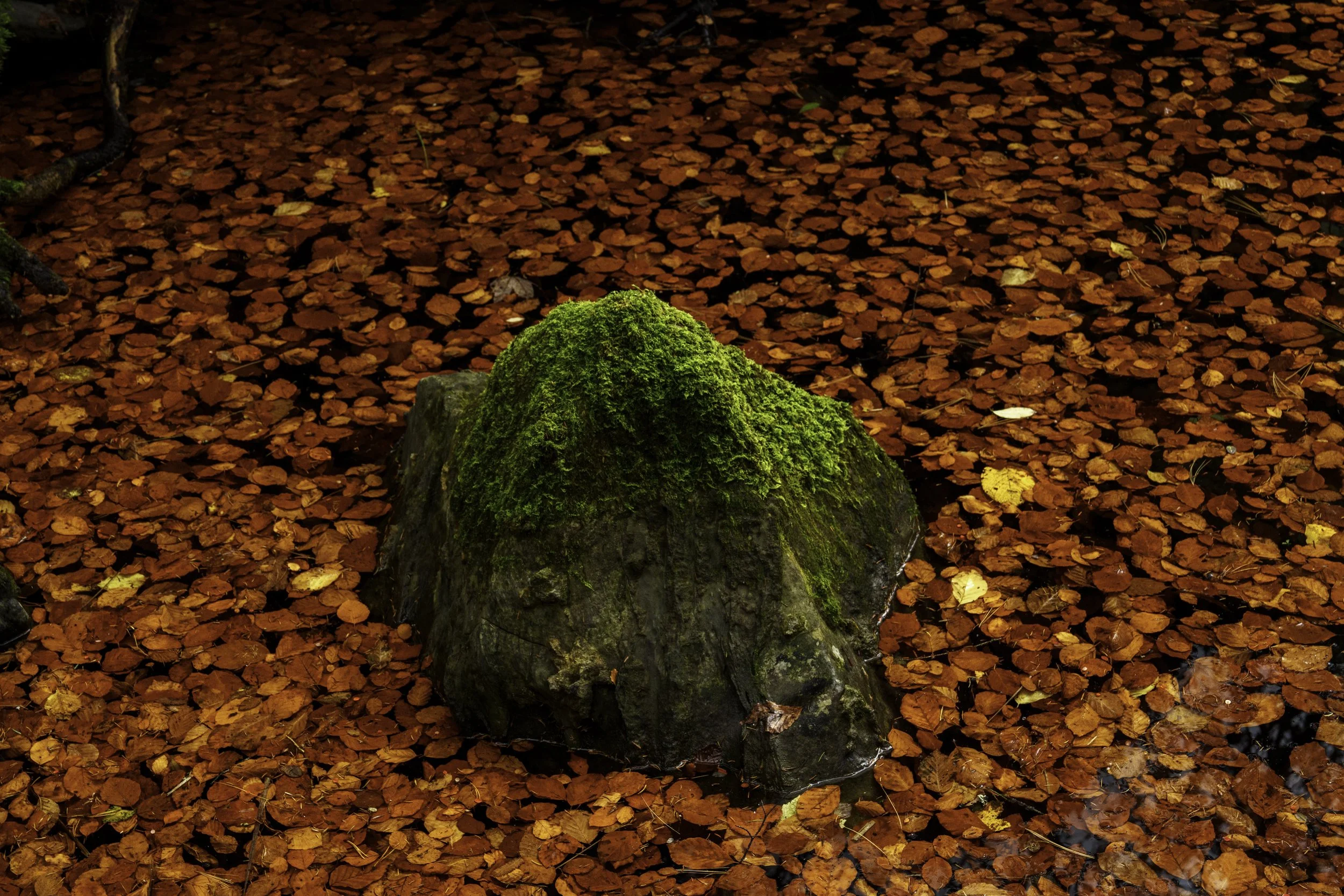 DSC03555.jpg