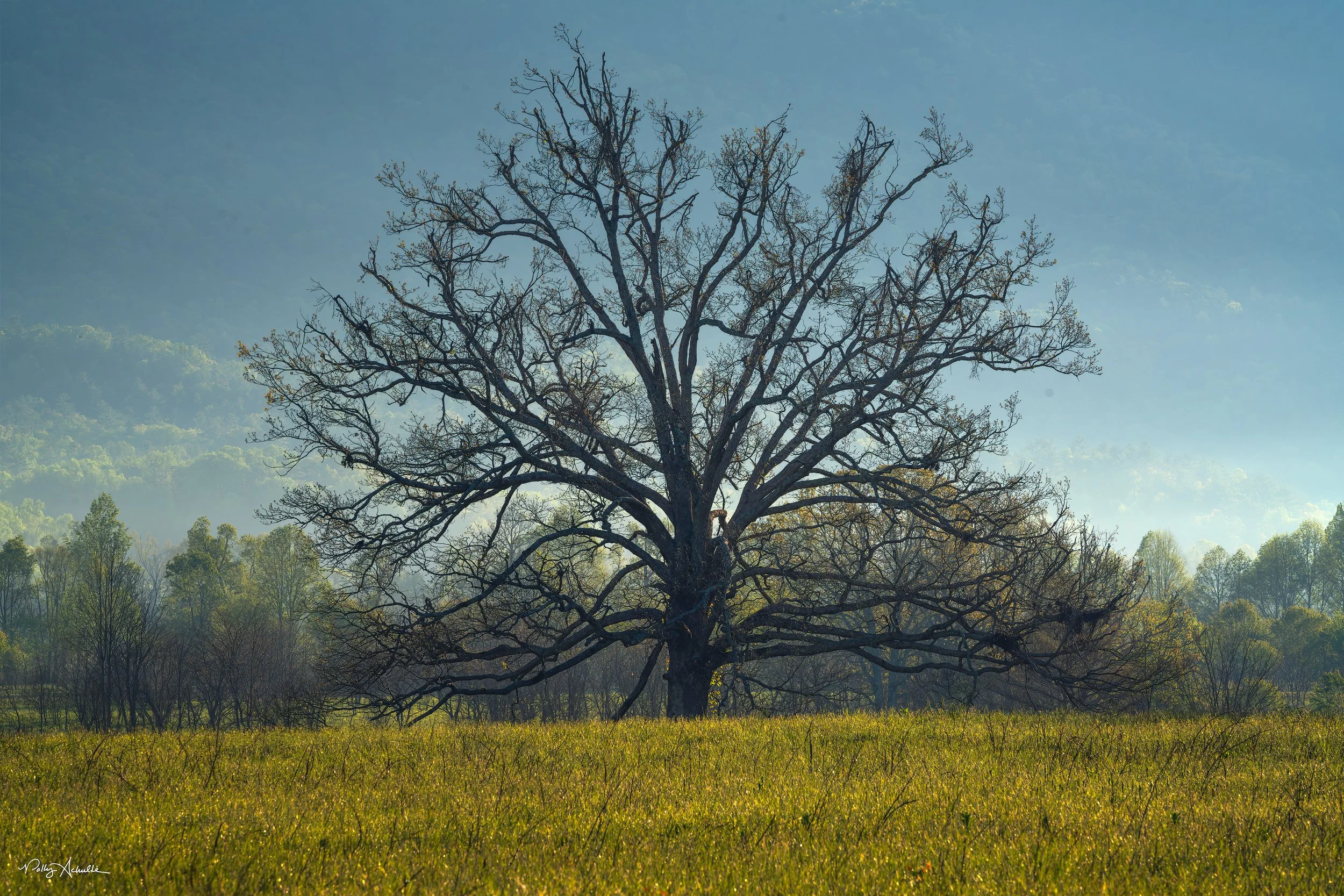the_tree-WEB.jpg