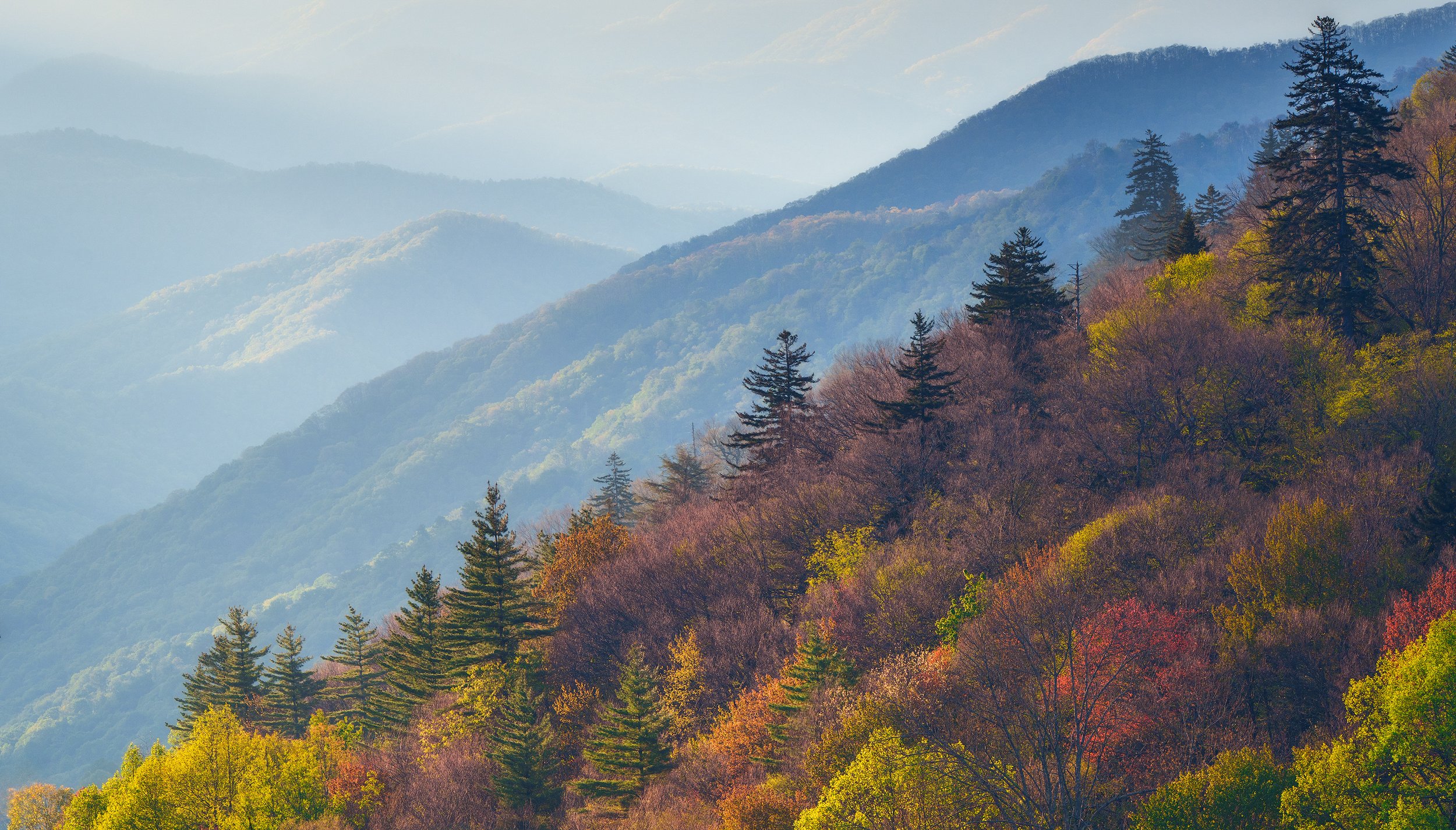 3_ocannaluftee_mtn_view_trees-web.jpg