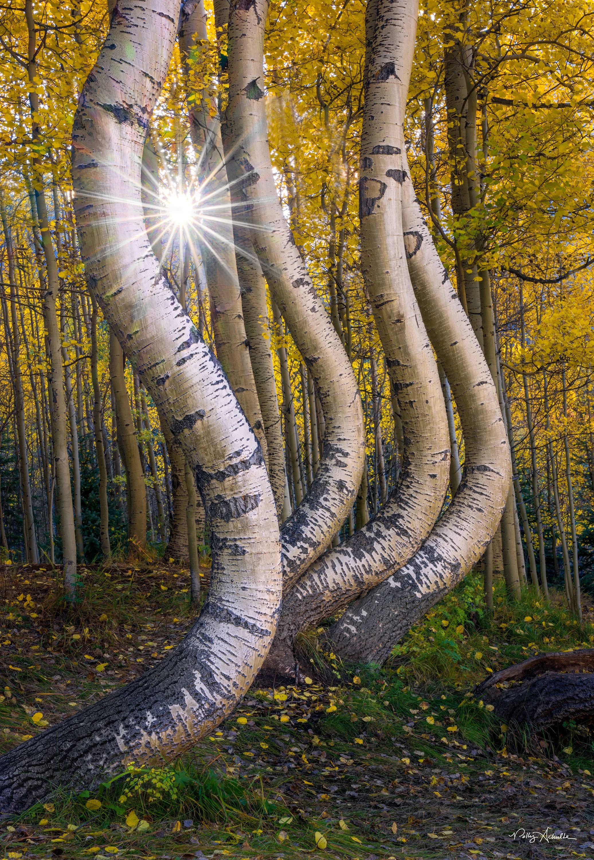 dancing_aspens_star-WEB.jpg