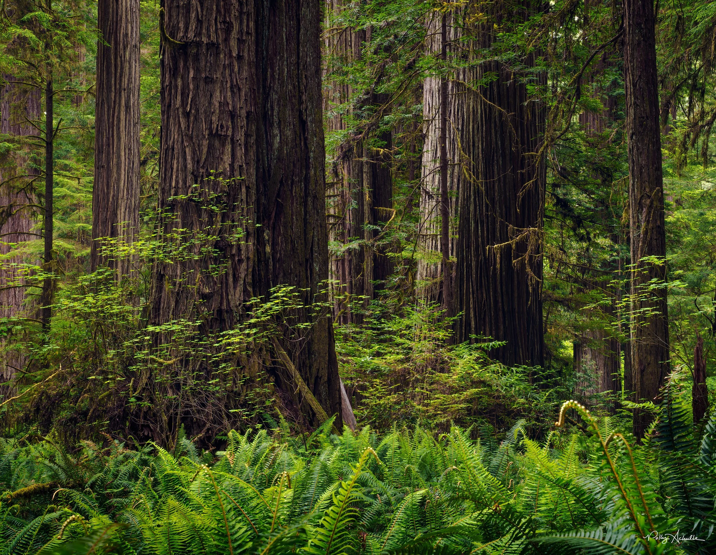 jedidadah_large_trees_side_light-WEB.jpg