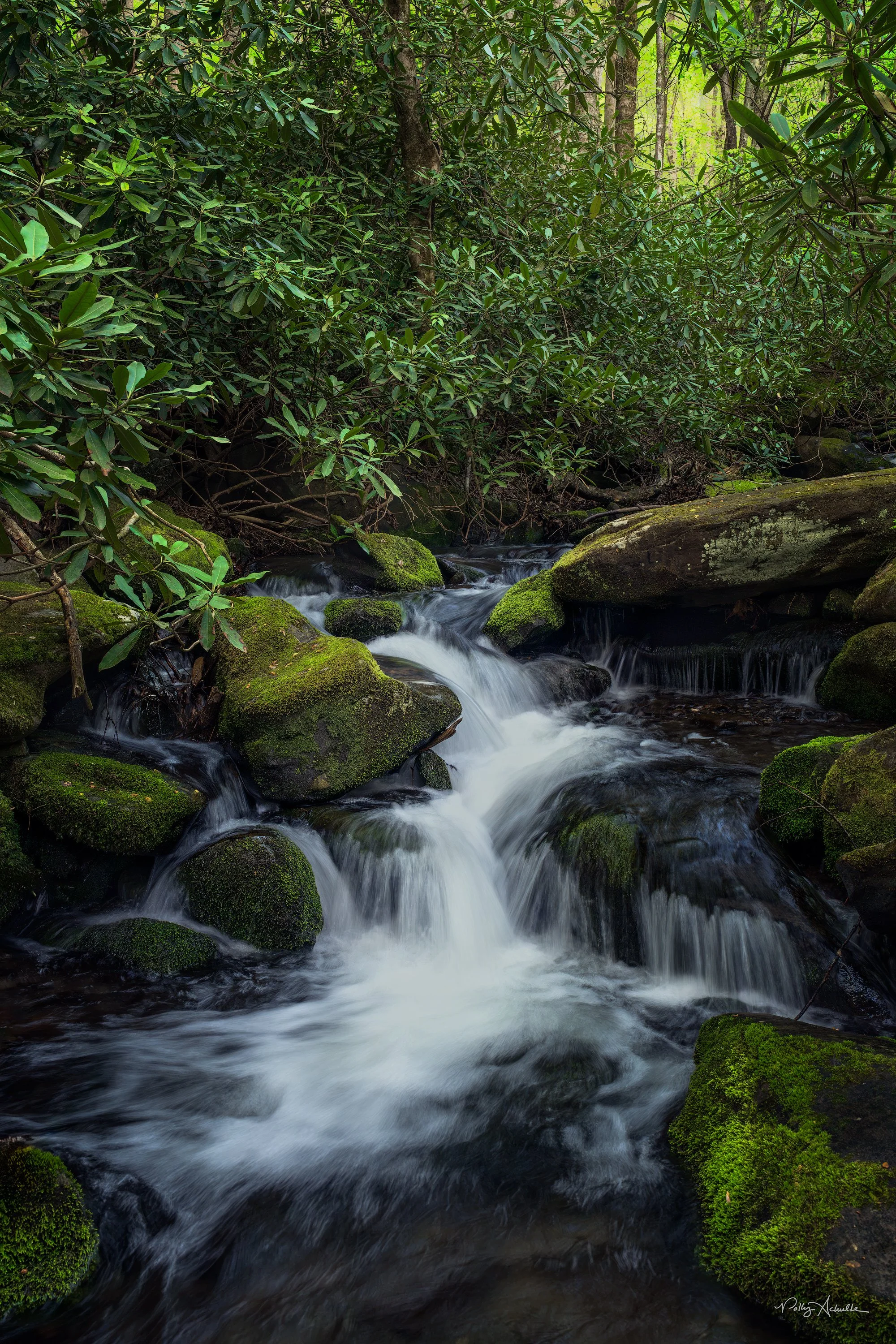 Tremont Smoky Mountain National Park (2025)