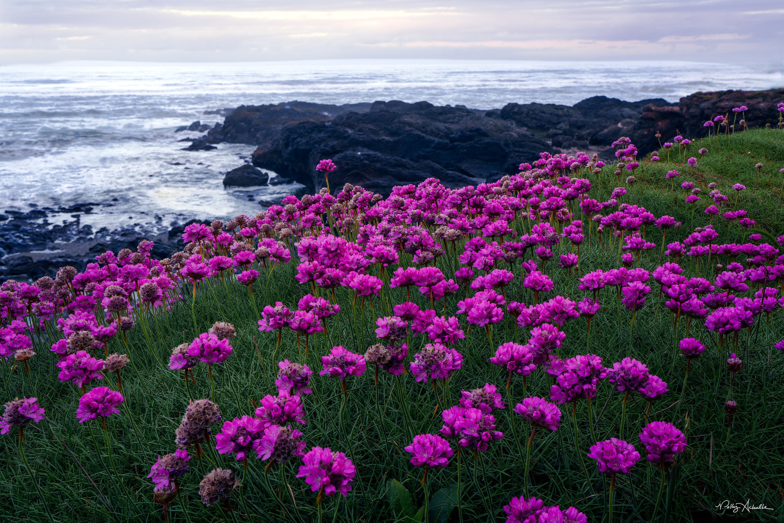 yachats_wide_flowers-WEB.jpg