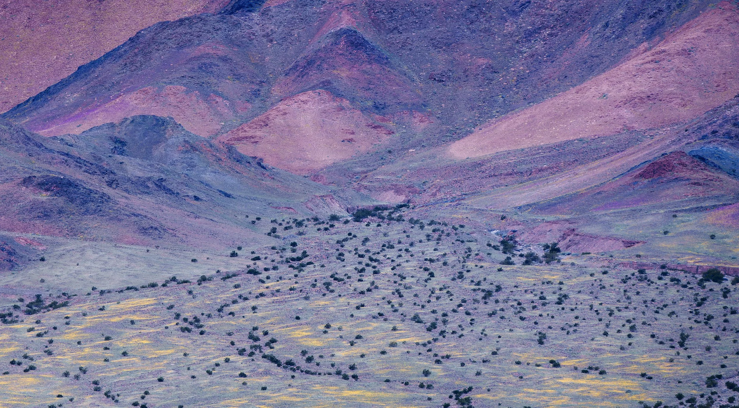 DV_bloom_mtns_up_close-WEB.jpg