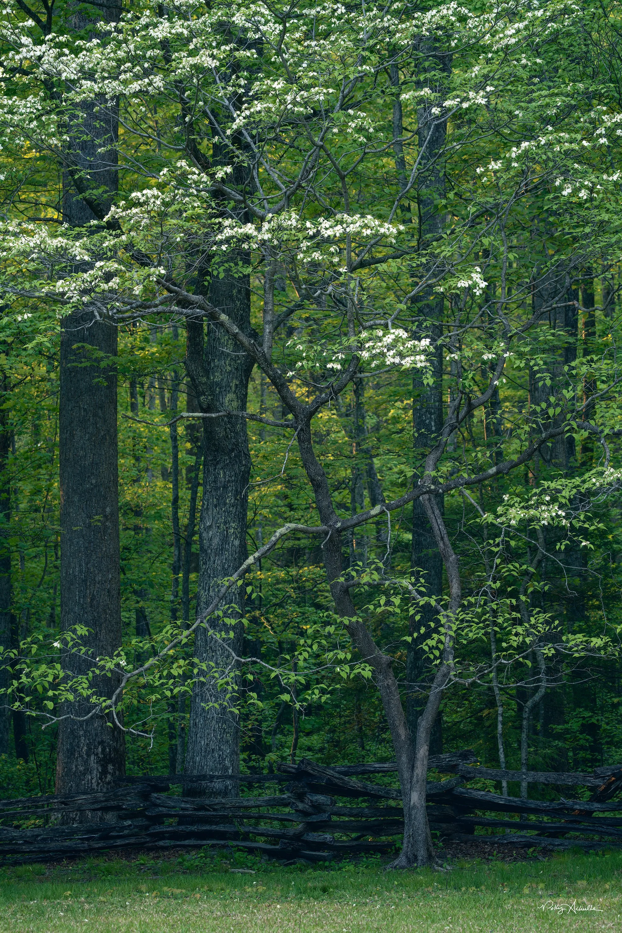 Roaring Fork Smoky Mountain National Park (2025)
