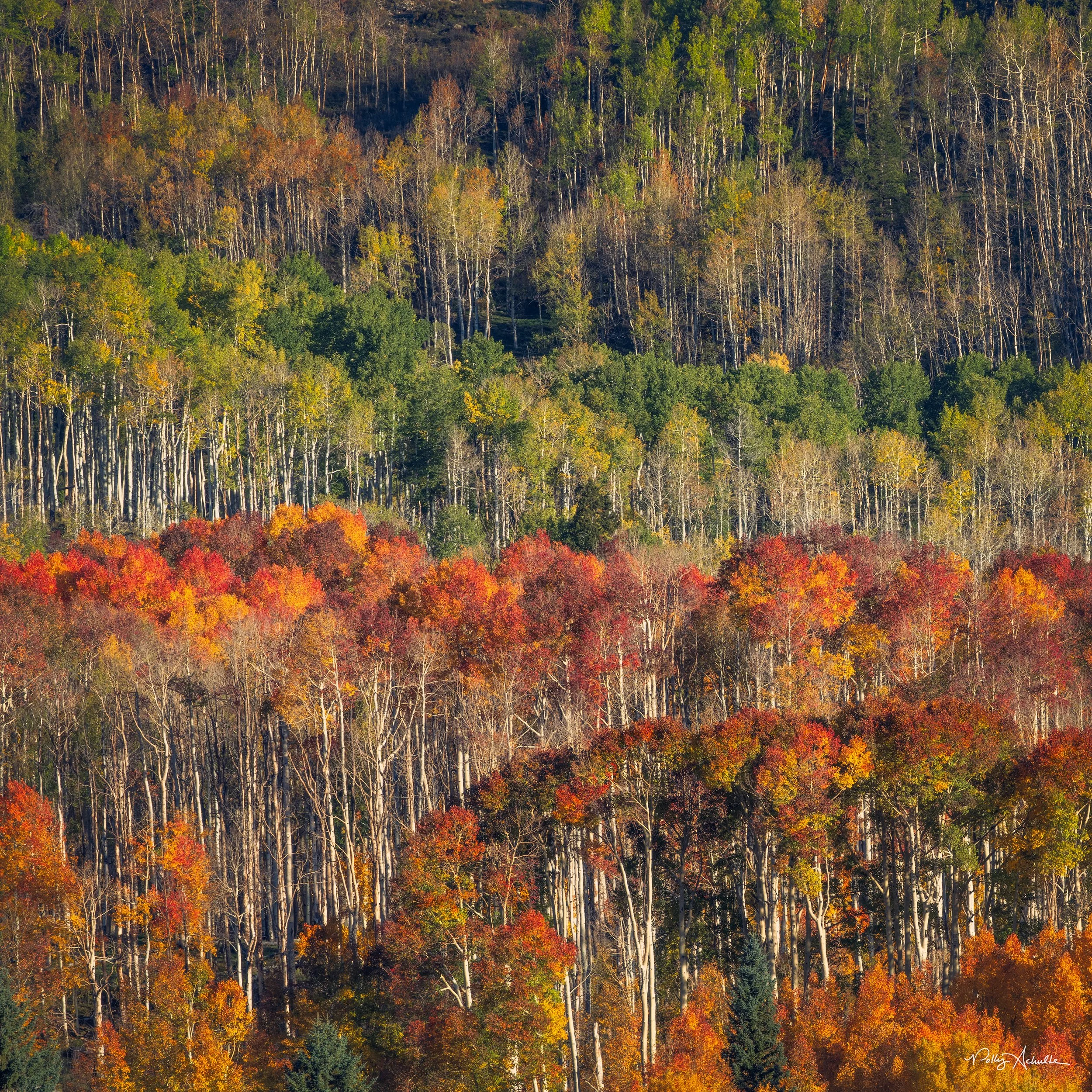 trees_layers-WEB.jpg