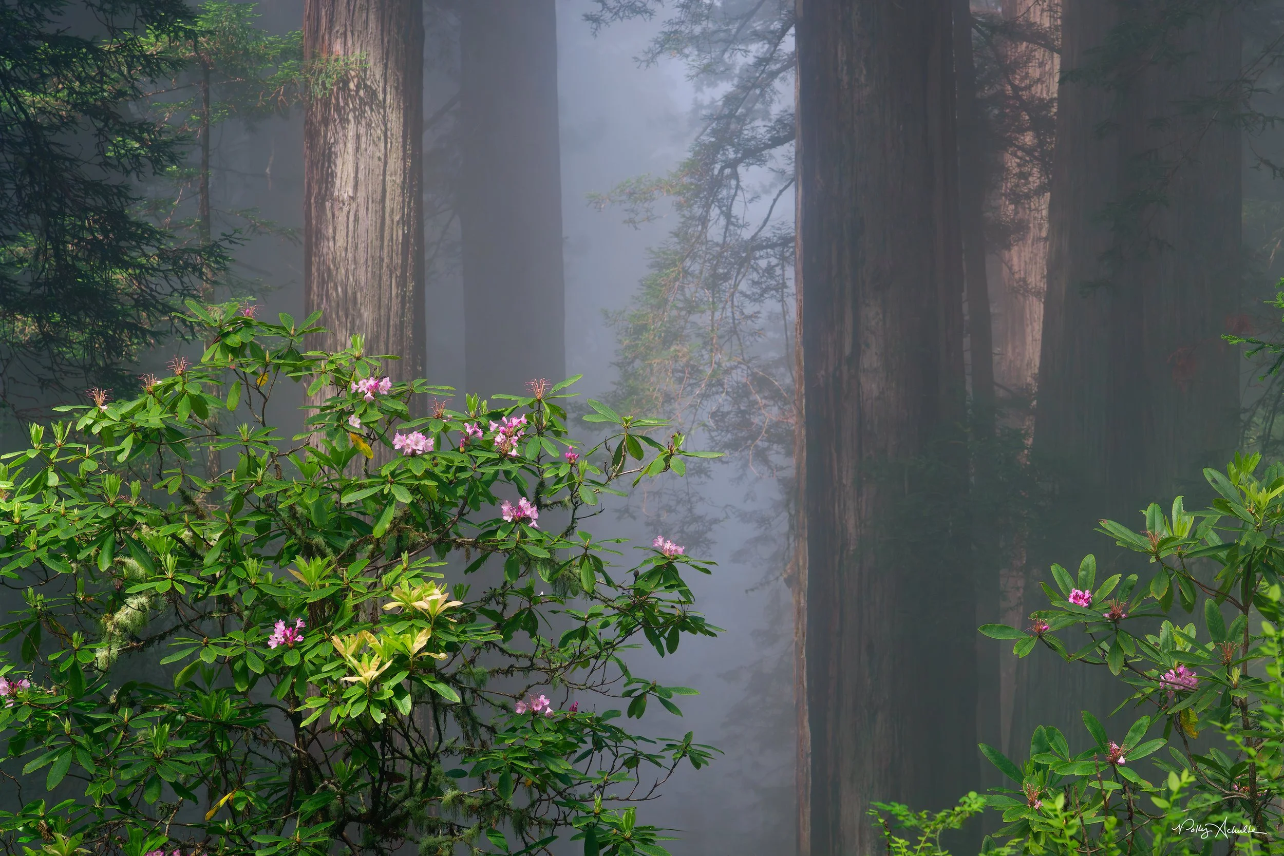 del_norte_rodos_fog_light-WEB.jpg
