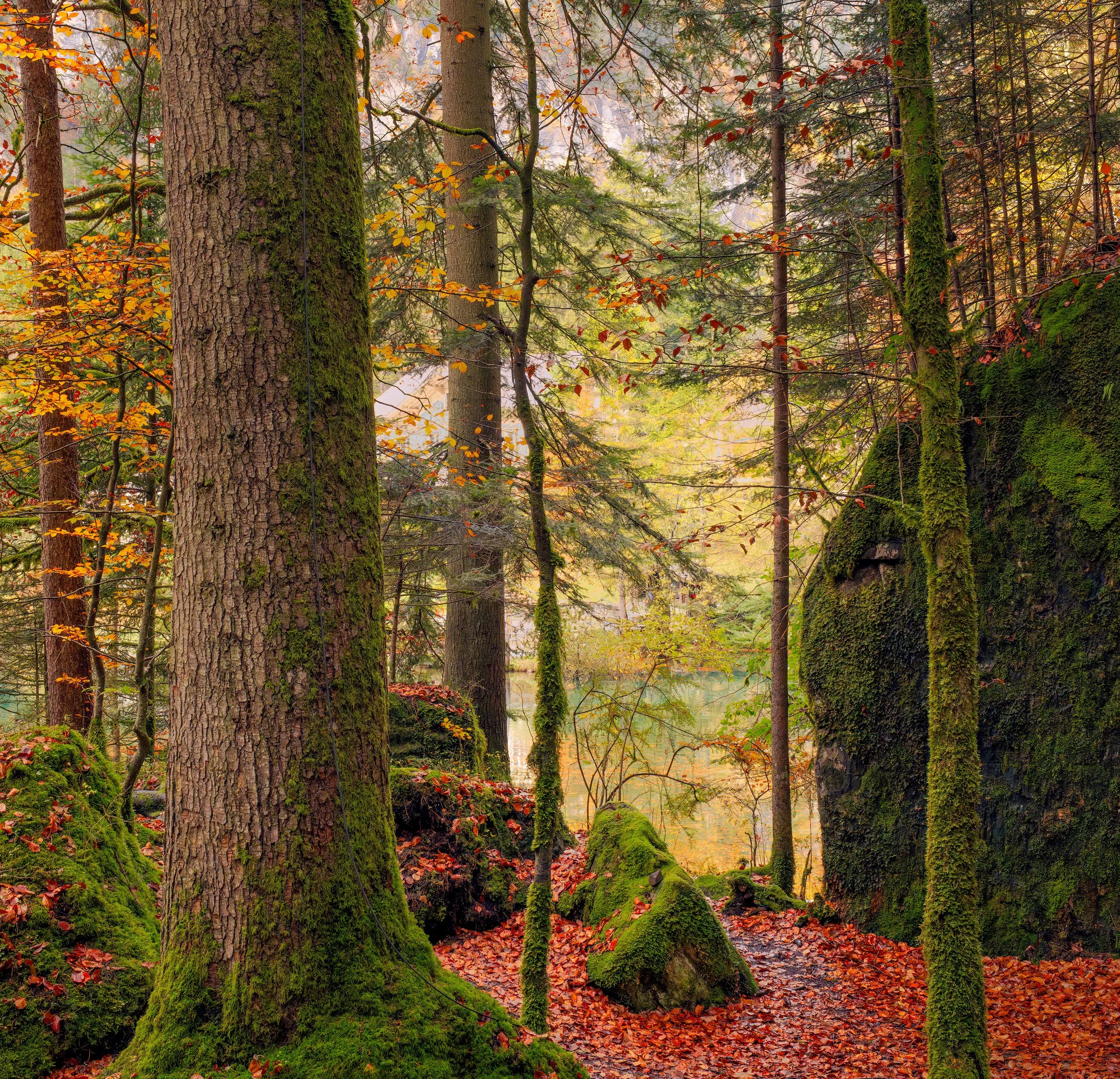 lake_blausee_woods-WEB.jpg