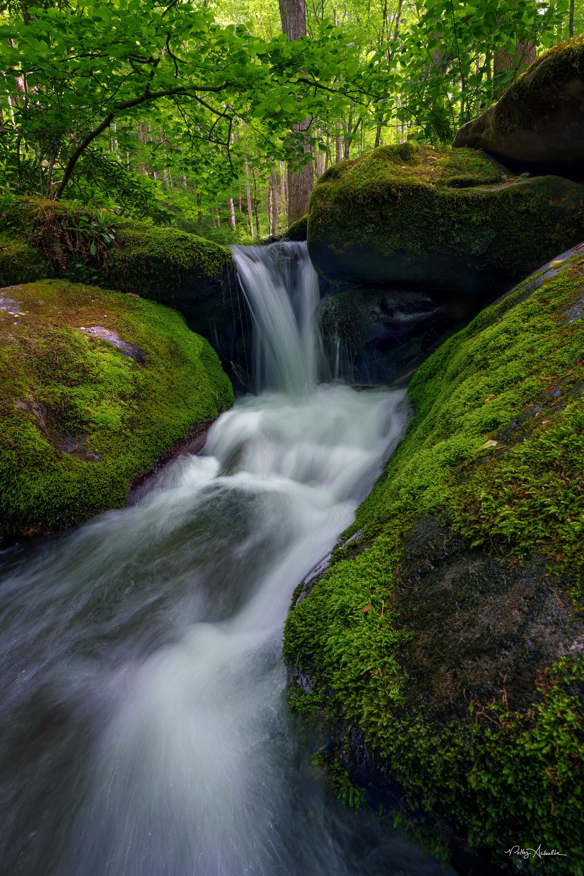 Roaring Fork Smoky Mountain National Park (2026)