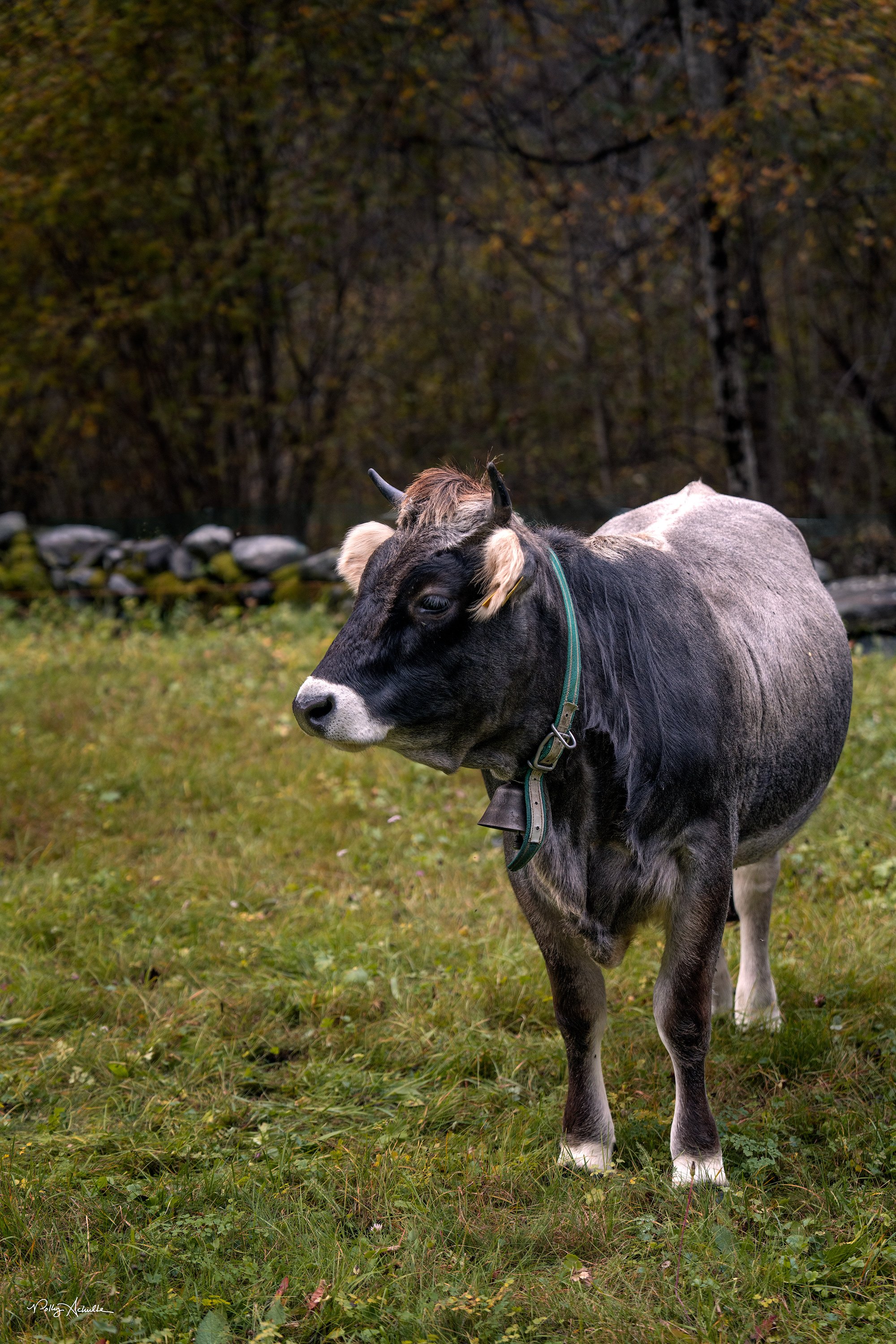 Village of Foroglio, Switzerland (2025)