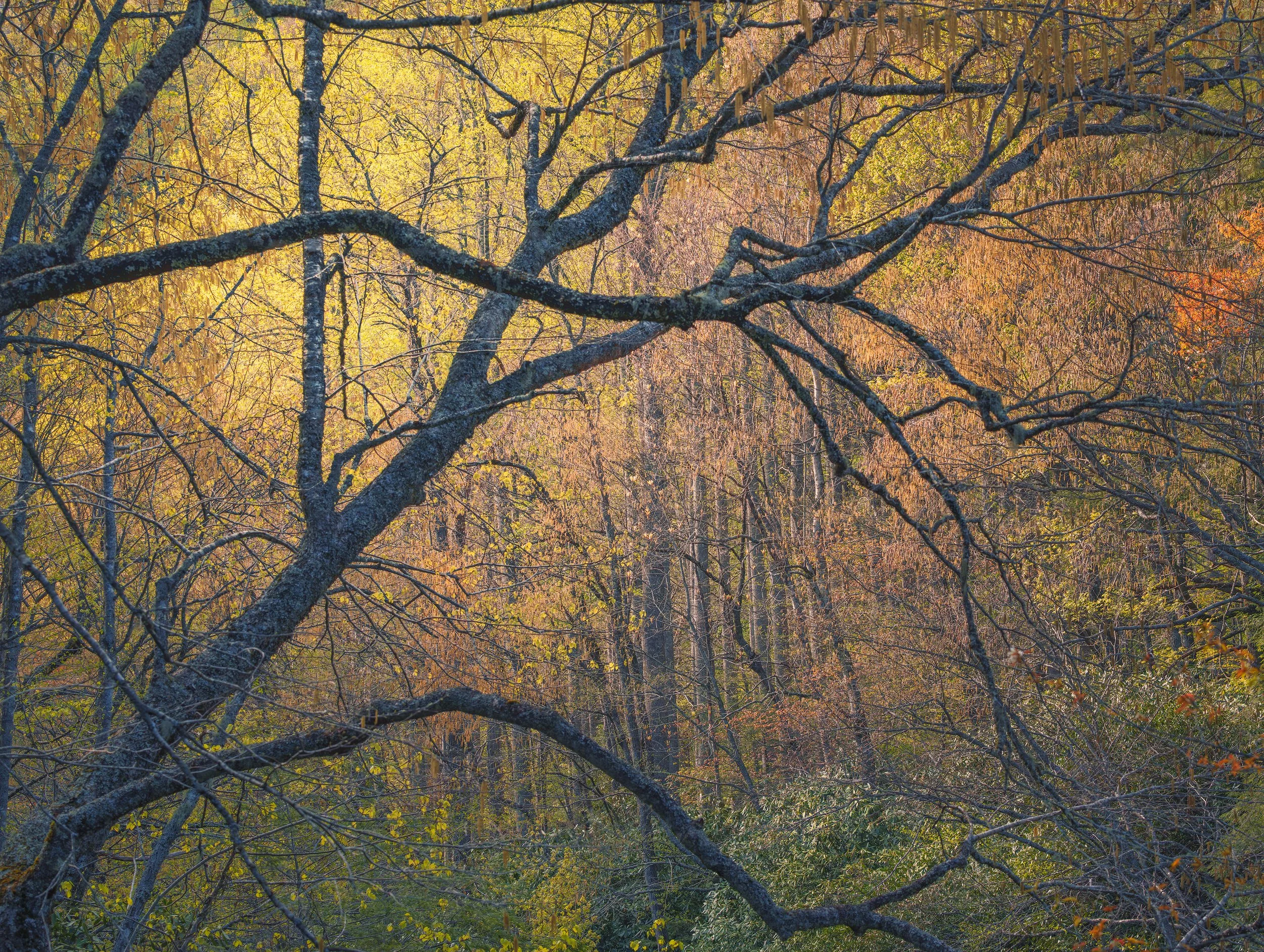 6_tremont_bridge_trees_branches_painterly-WEB.jpg