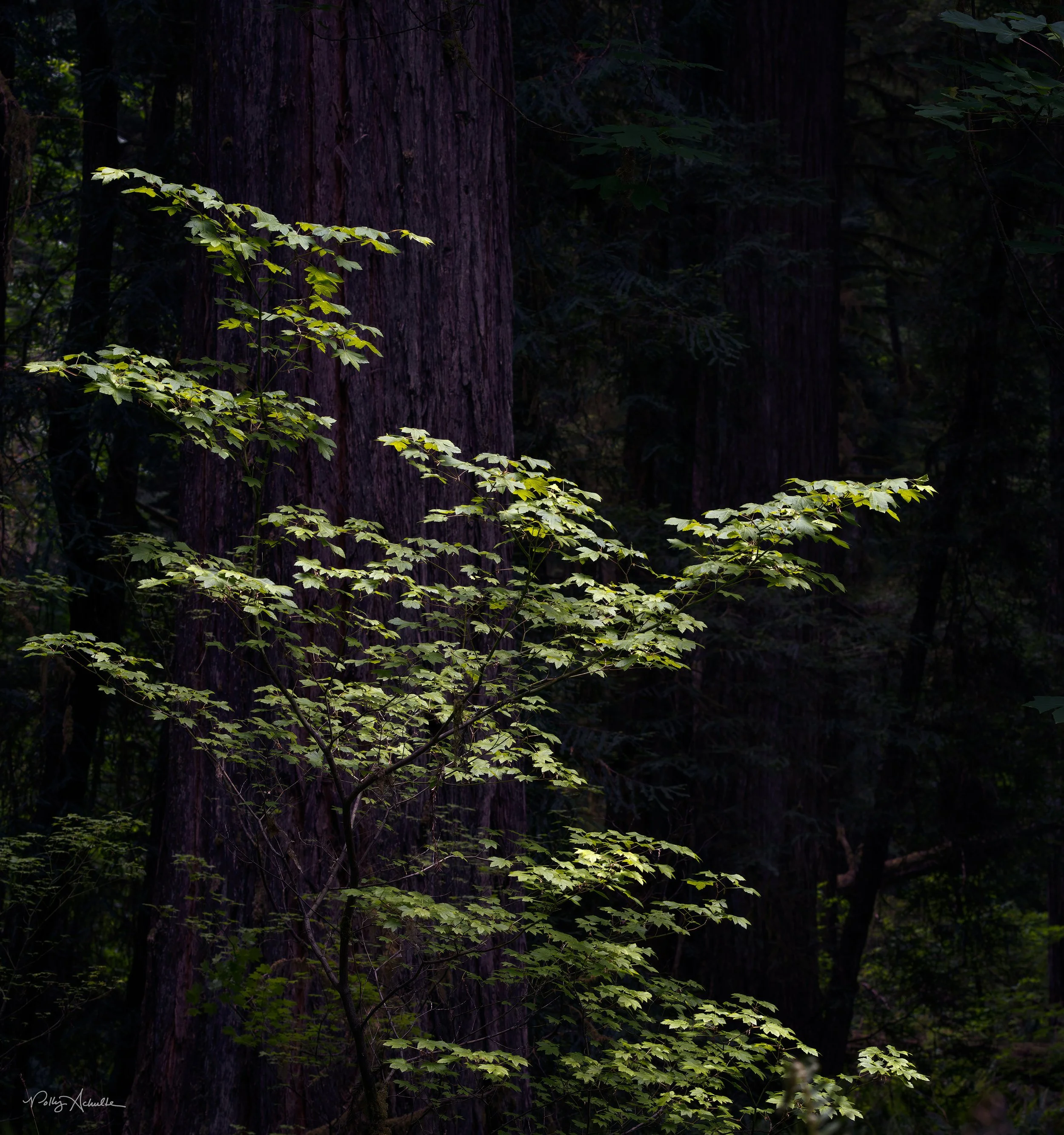 jedediah_maple_leaves-WEB.jpg