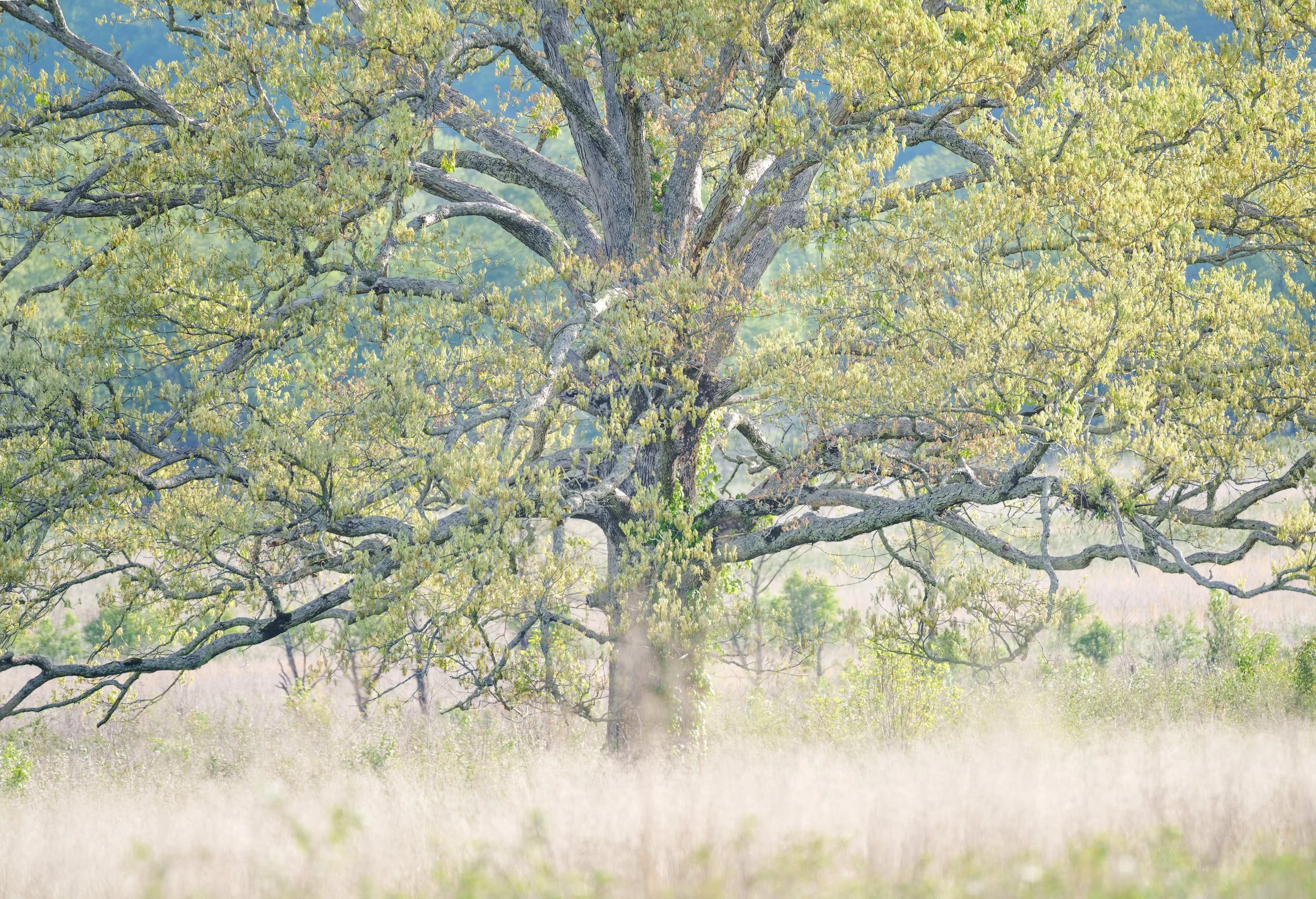 7_cades_cove_fav_tree_F5_WEB.jpg